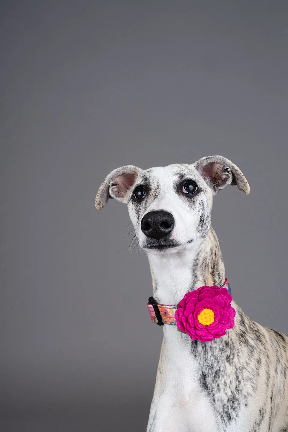 Wippet puppy wearing flower collar pet photography Dallas Texas.