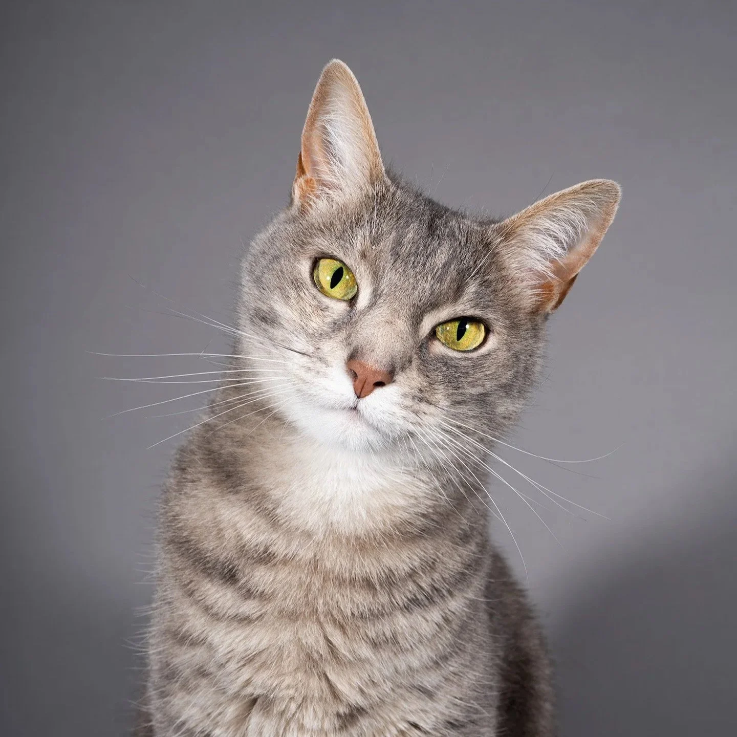 Close-up of a gray tabby cat with green eyes against a gray background.
