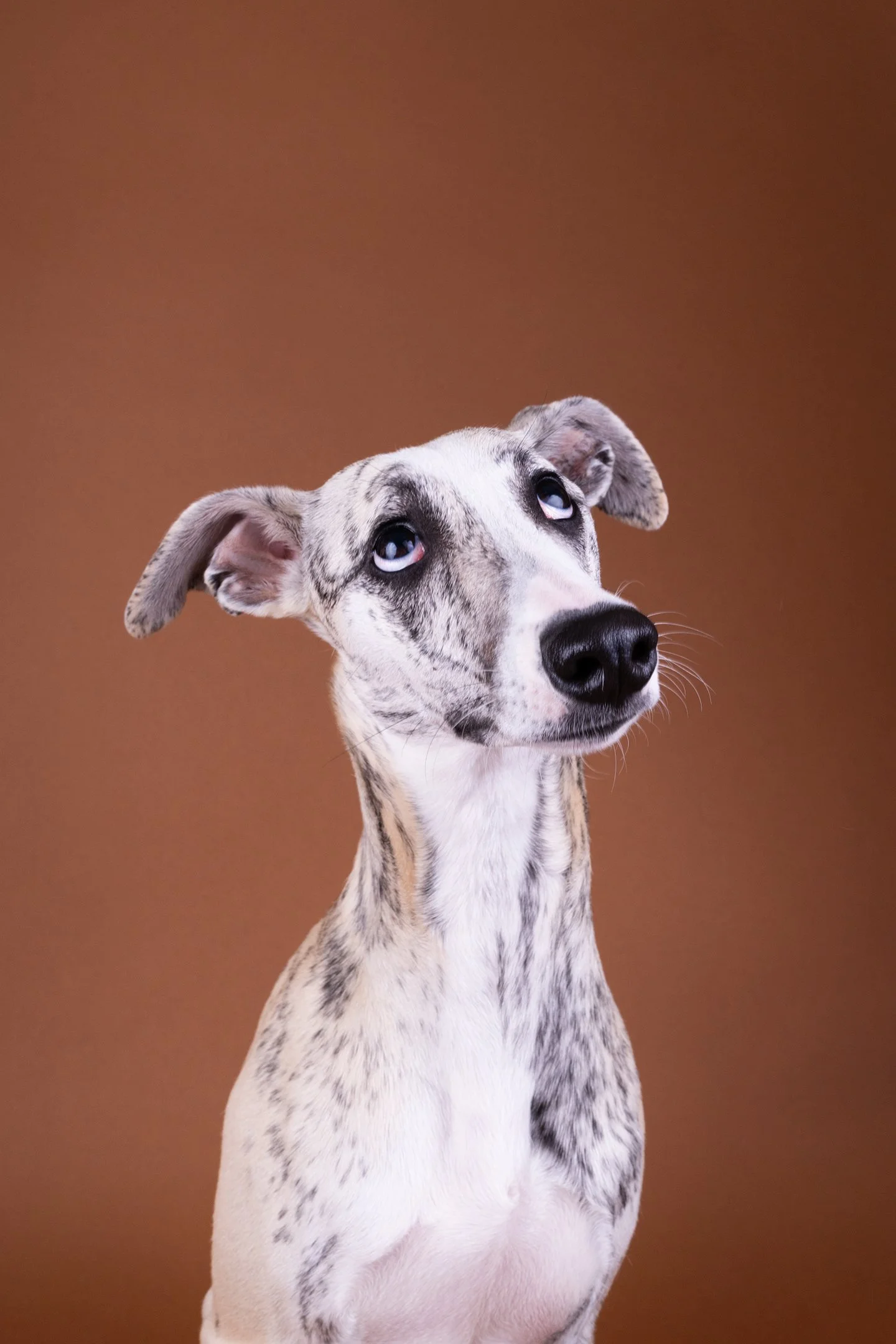 A merle Great Dane dog with blue eyes looking upward against a brown background.