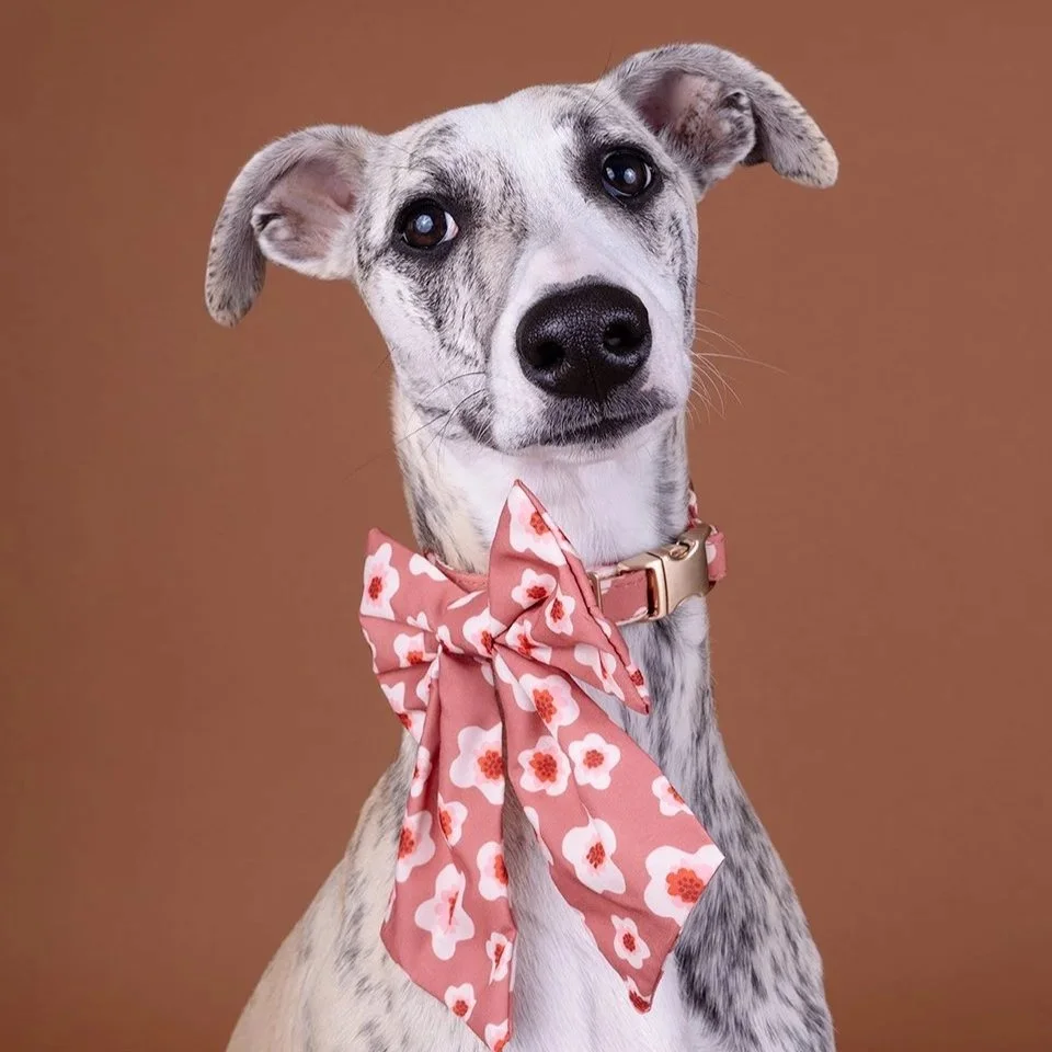 A cute puppy with a pink floral bow tie around its neck, against a plain beige background.
