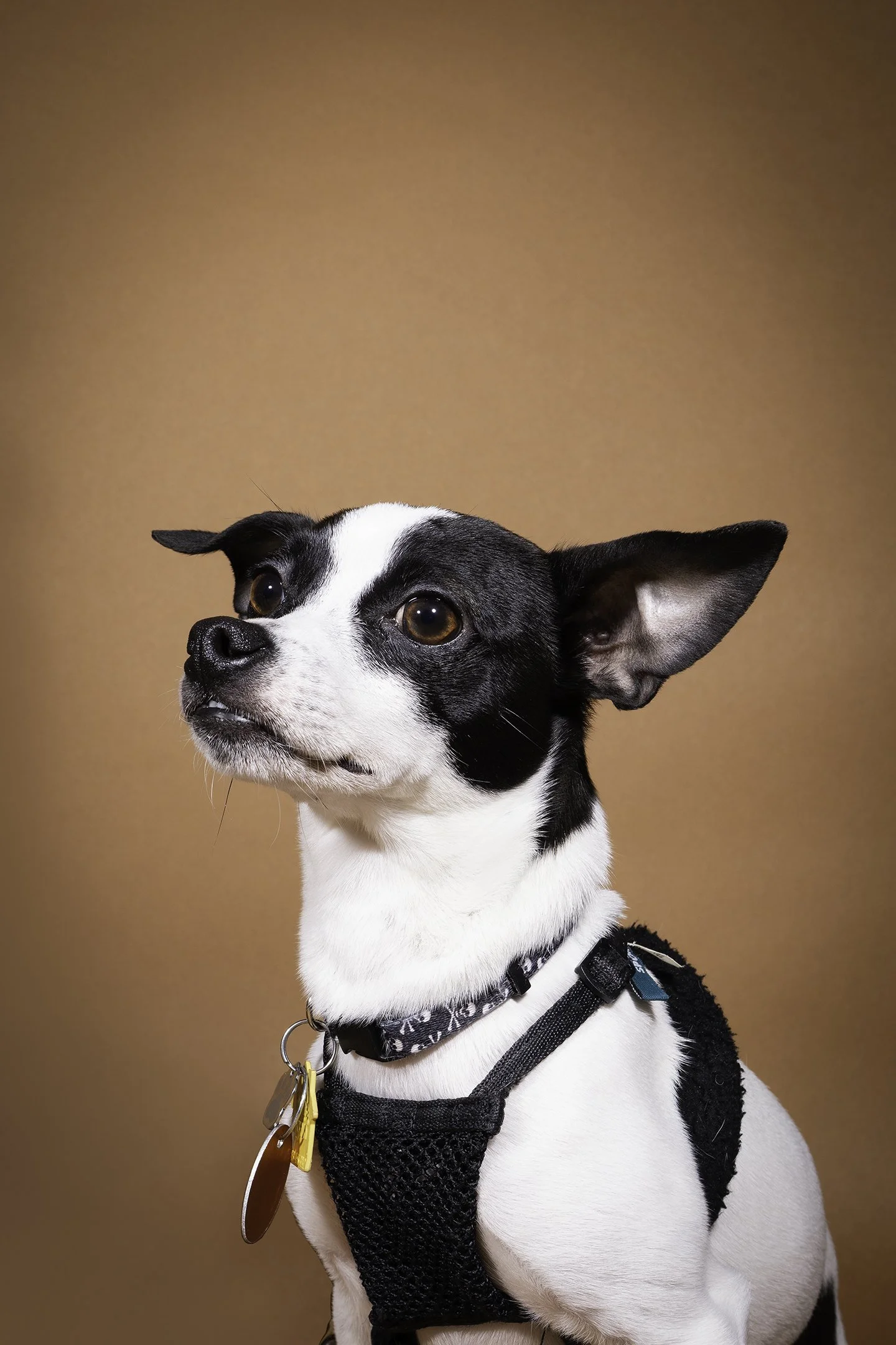 Gauss01_Social:Web Size.jpg