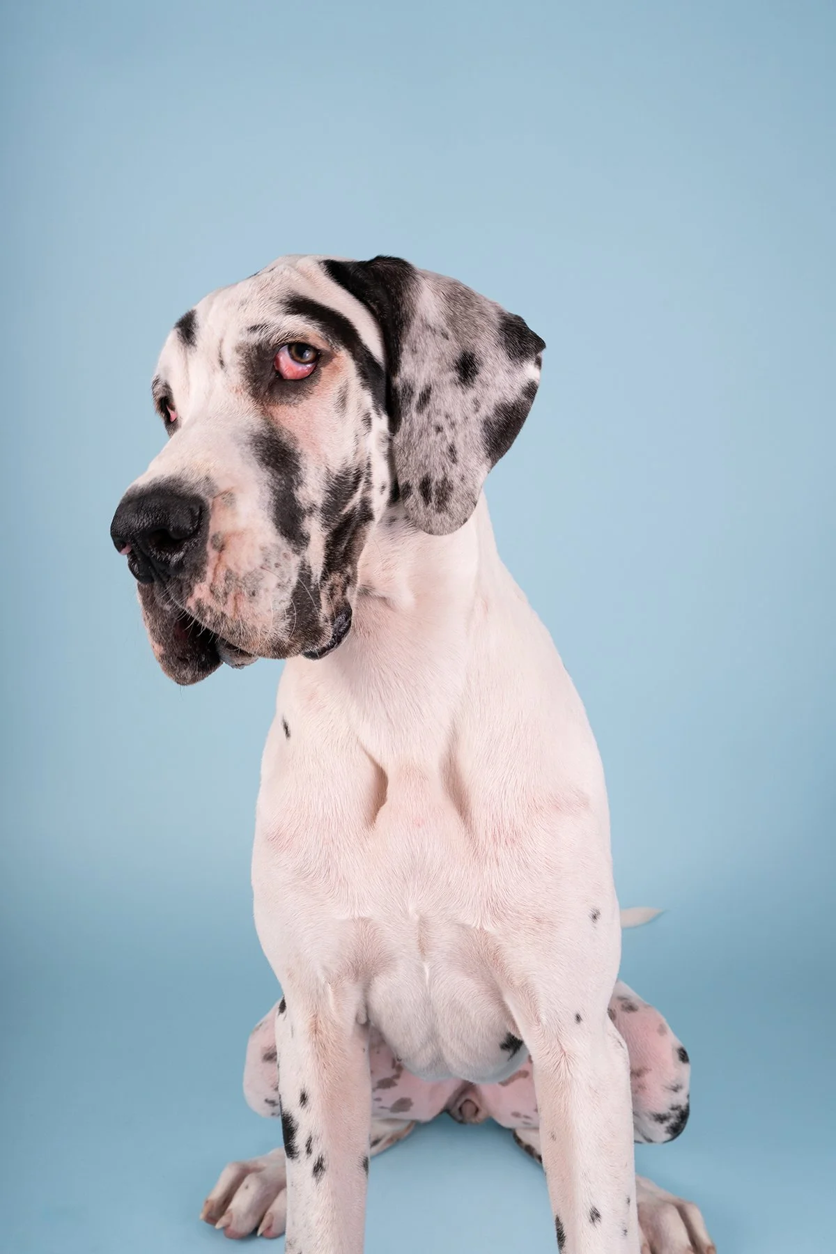 A Dalmatian puppy sitting against a light blue background with one eye slightly closed.