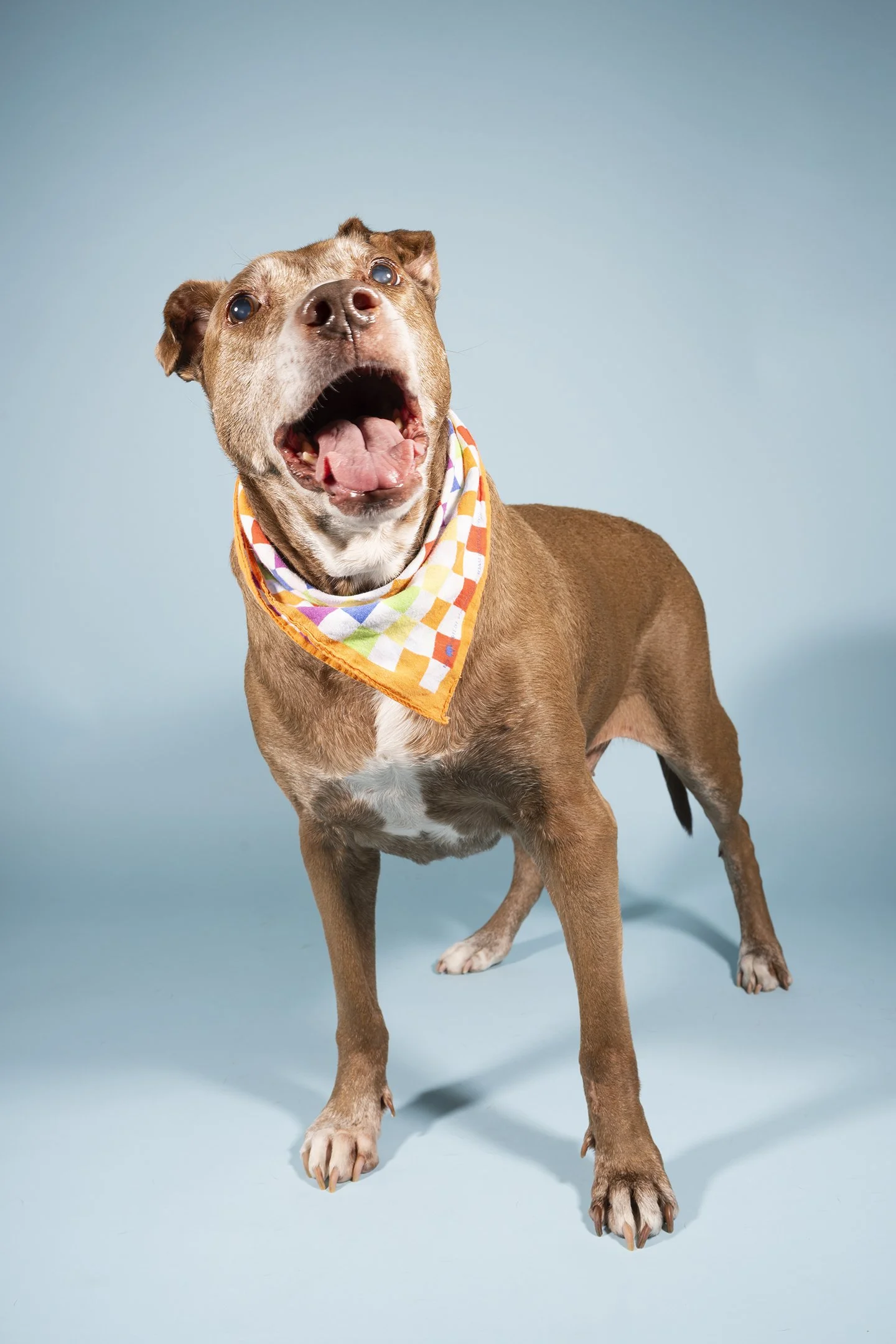 A brown dog with a white chest and paws wearing a colorful checkered bandana around its neck, standing against a light blue background, with mouth open and tongue out.