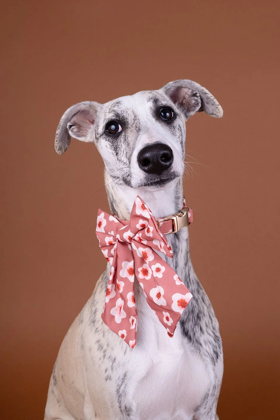 Wippet puppy studio dog portrait photography, dog portrait gallery, Denton Texas pet portrait studio. 