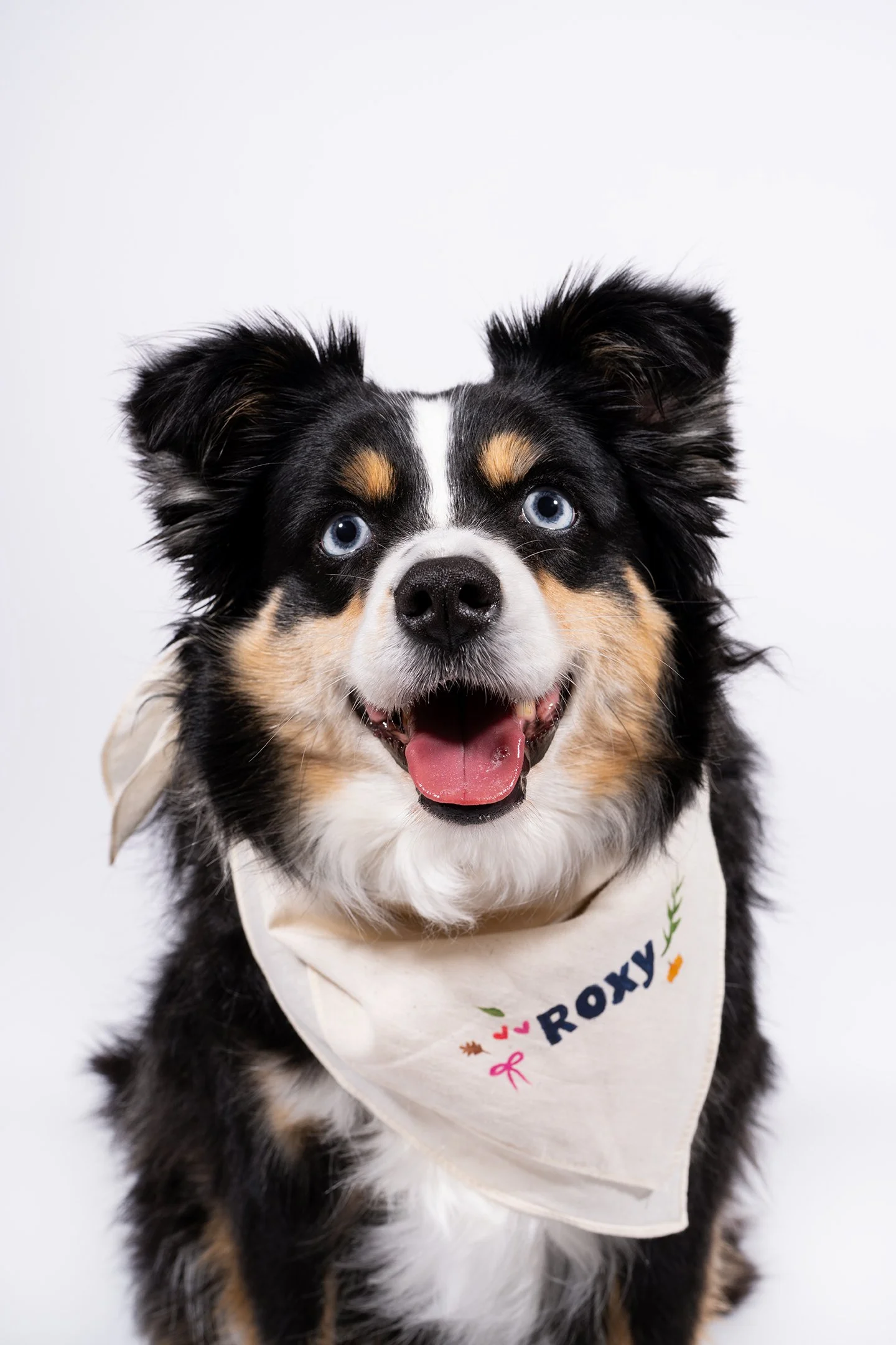 A happy dog with black, white, and tan fur, blue eyes, and large ears, wearing a white bandana with colorful text and designs, against a plain white background.