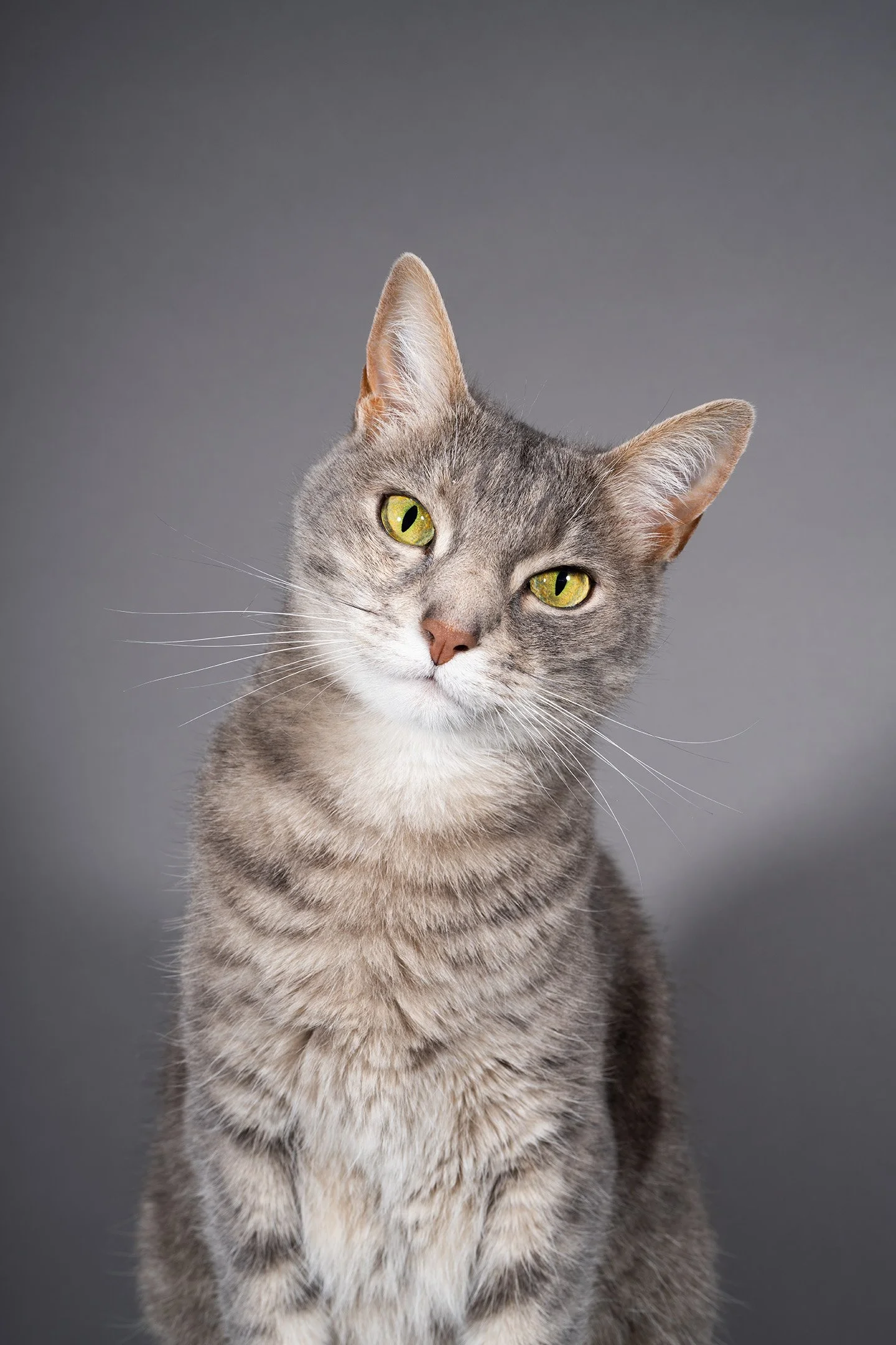 A gray tabby cat with yellow-green eyes staring at the camera against a plain gray background.