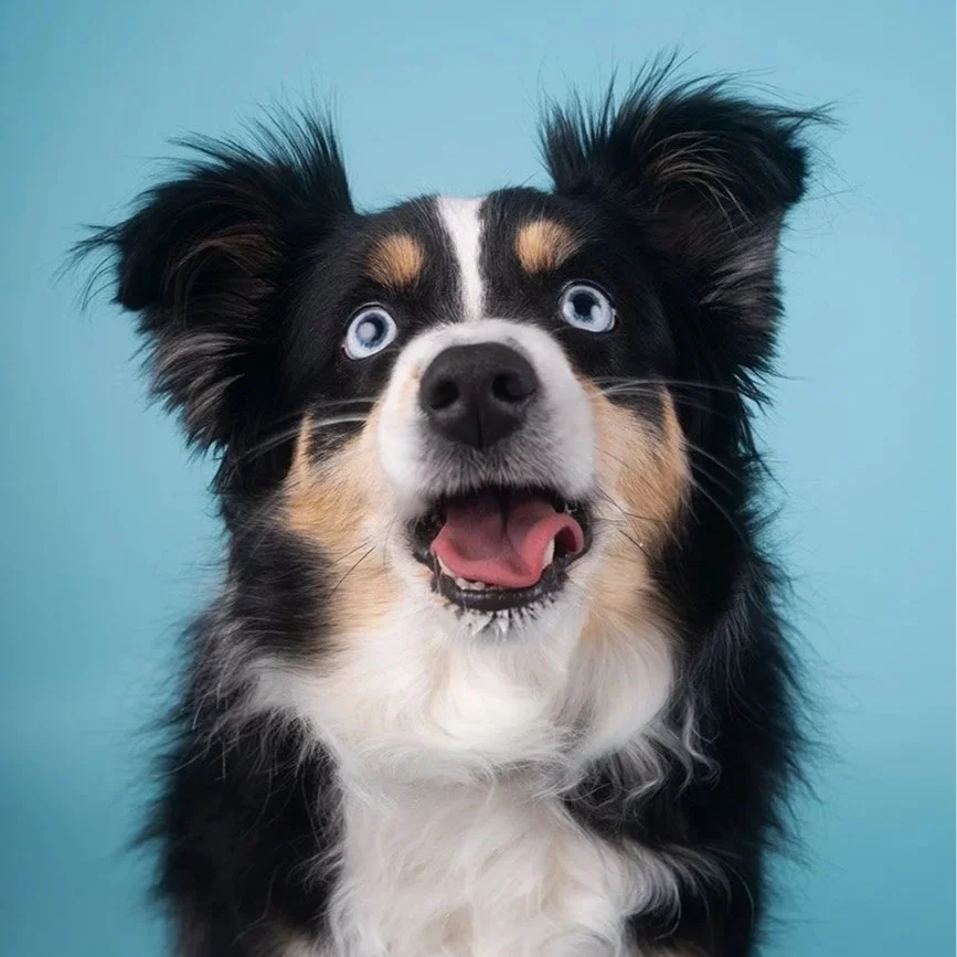 Close-up of an Australian Shepherd dog with bright blue eyes, black and white fur, and a surprised expression against a blue background.