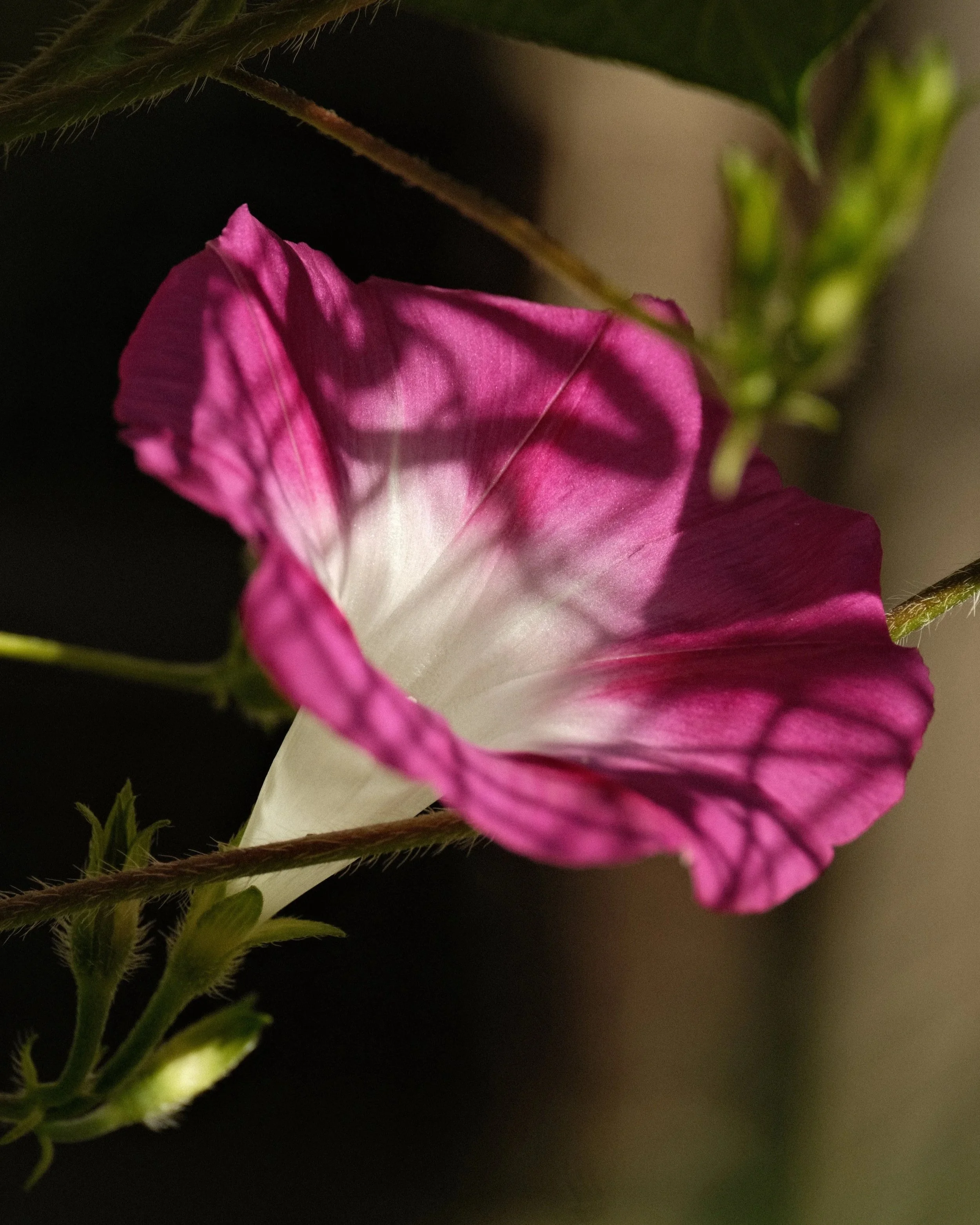 DSCF6488.jpg
