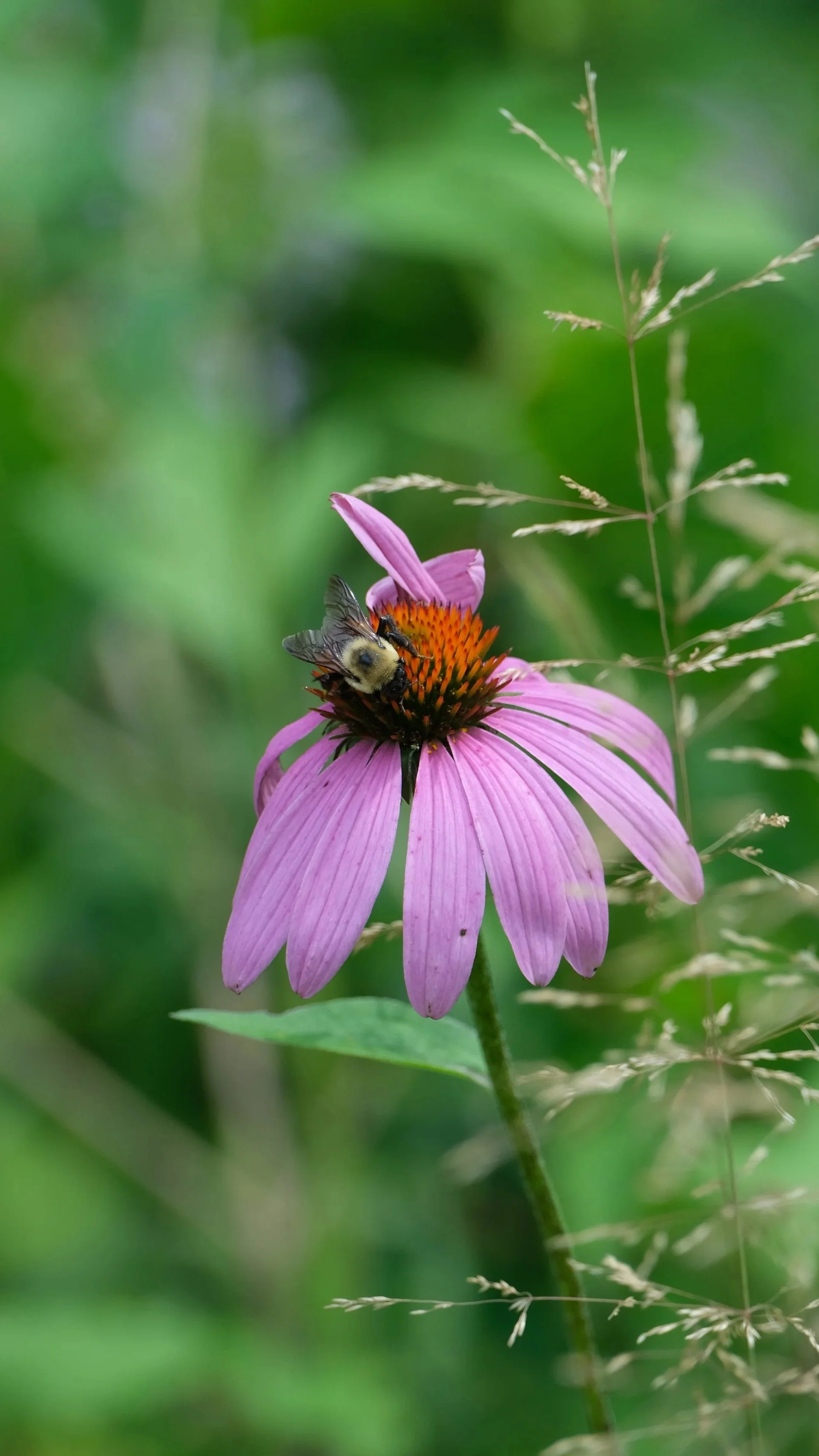 DSCF6642.jpg
