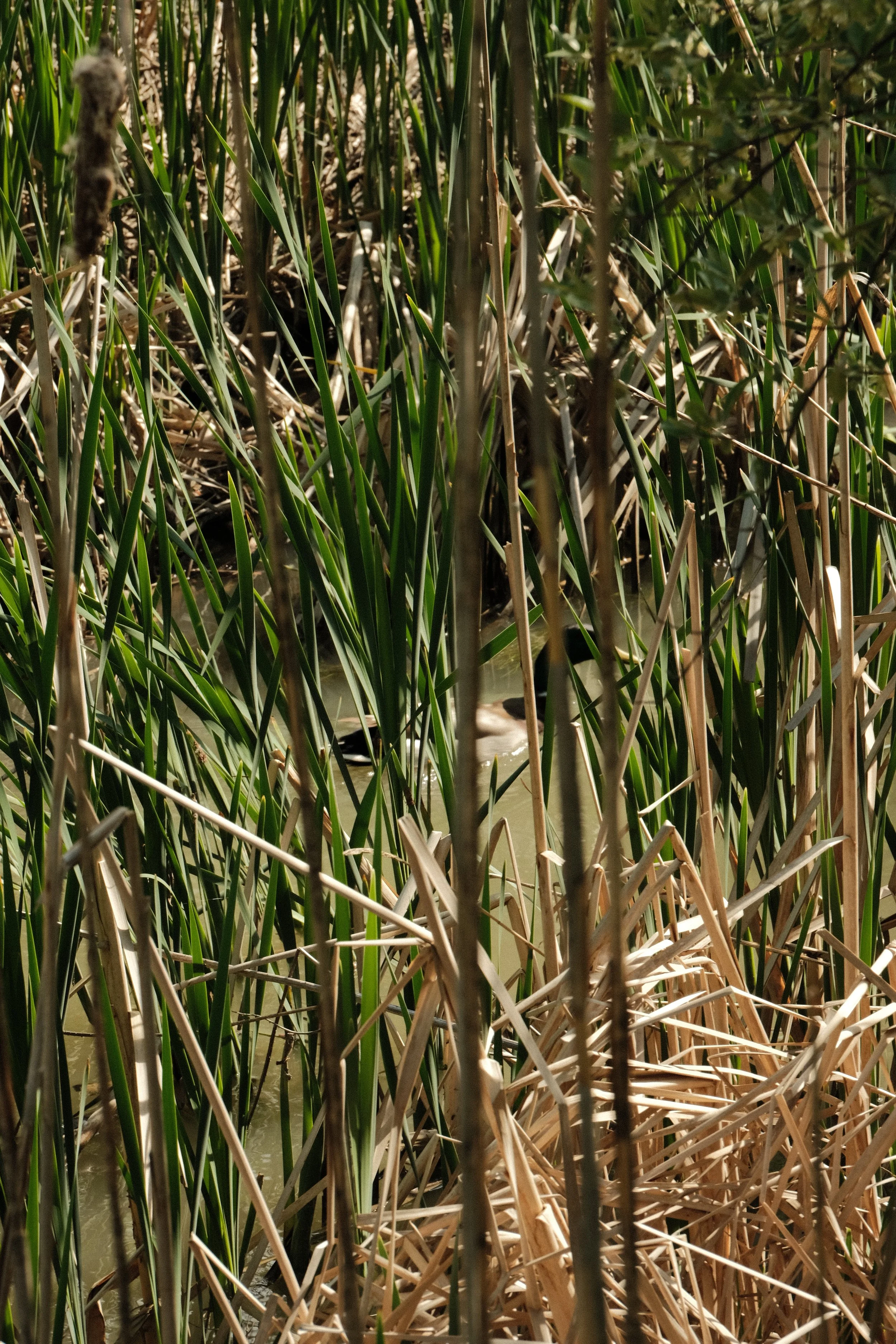 DSCF5883.jpg