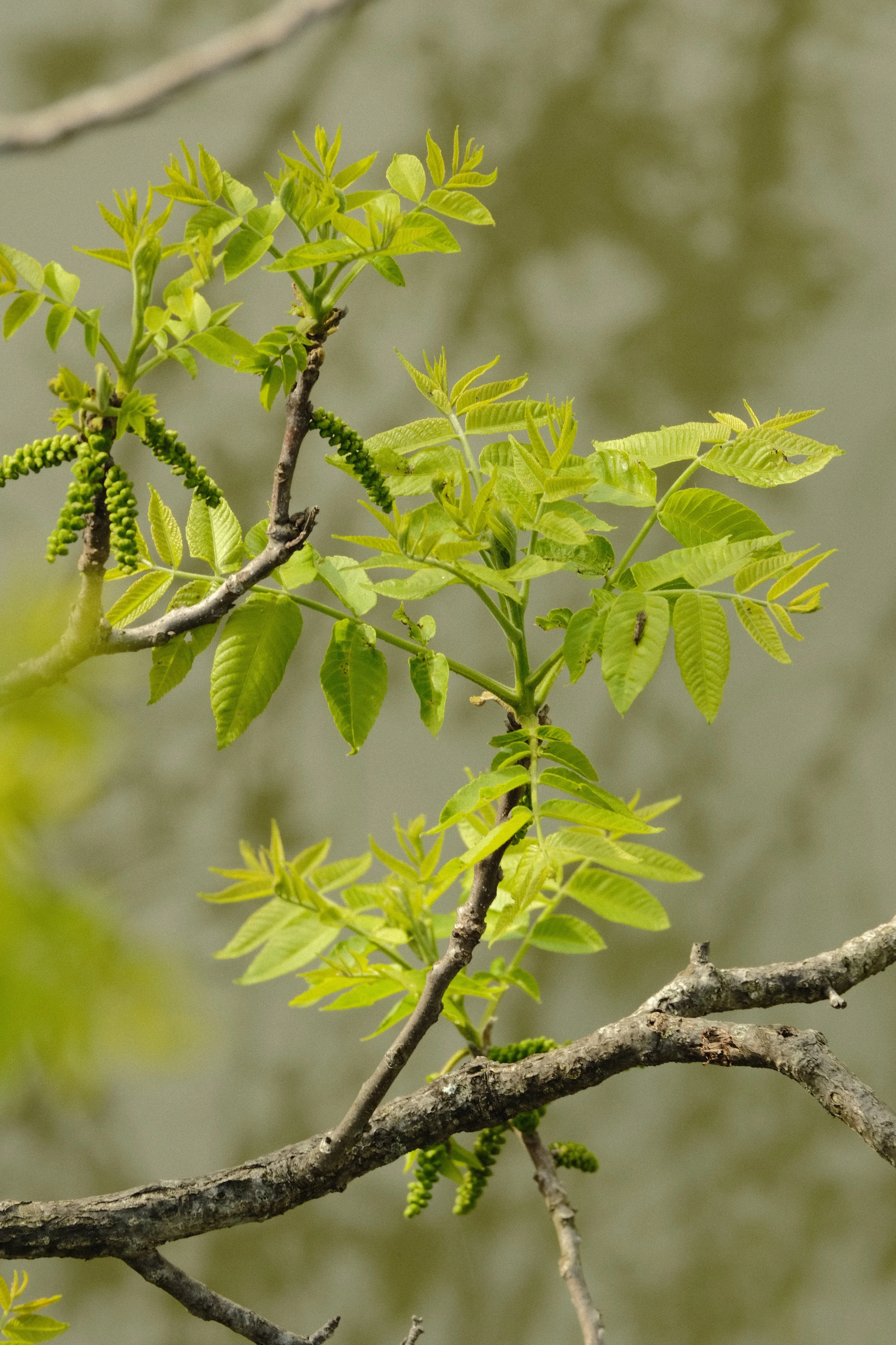 DSCF5985.jpg