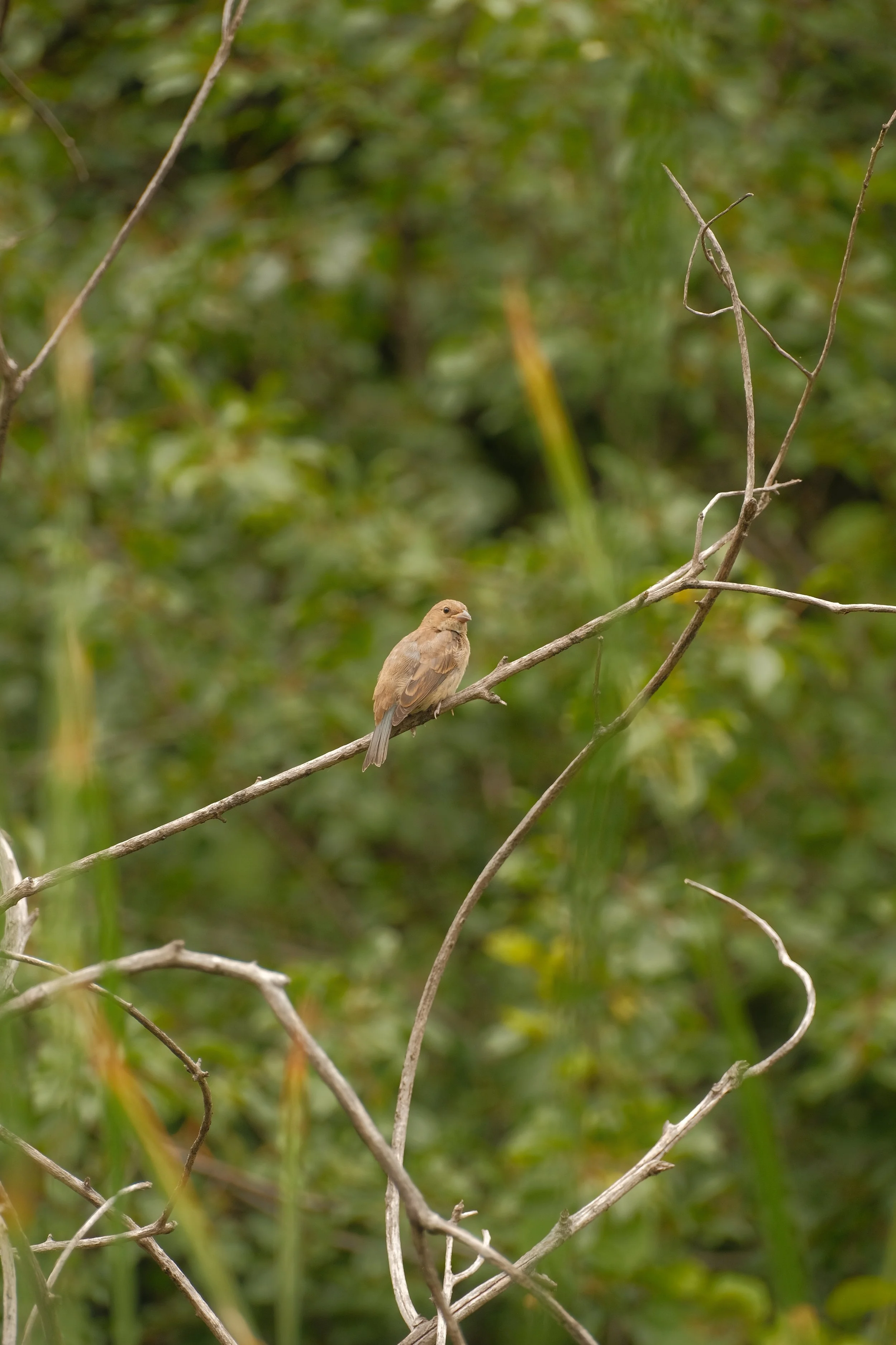 DSCF6675.jpg