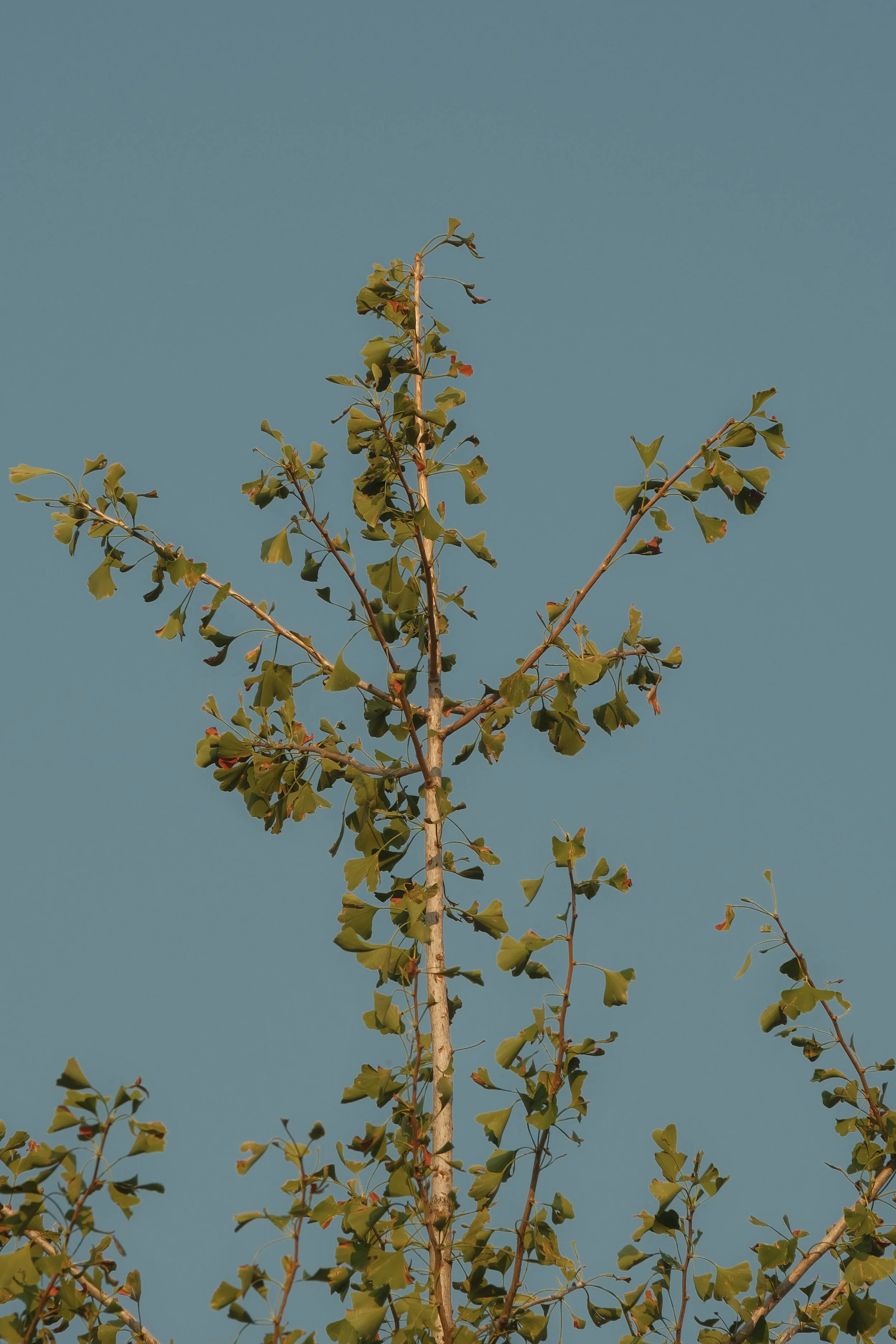 DSCF6474.jpg