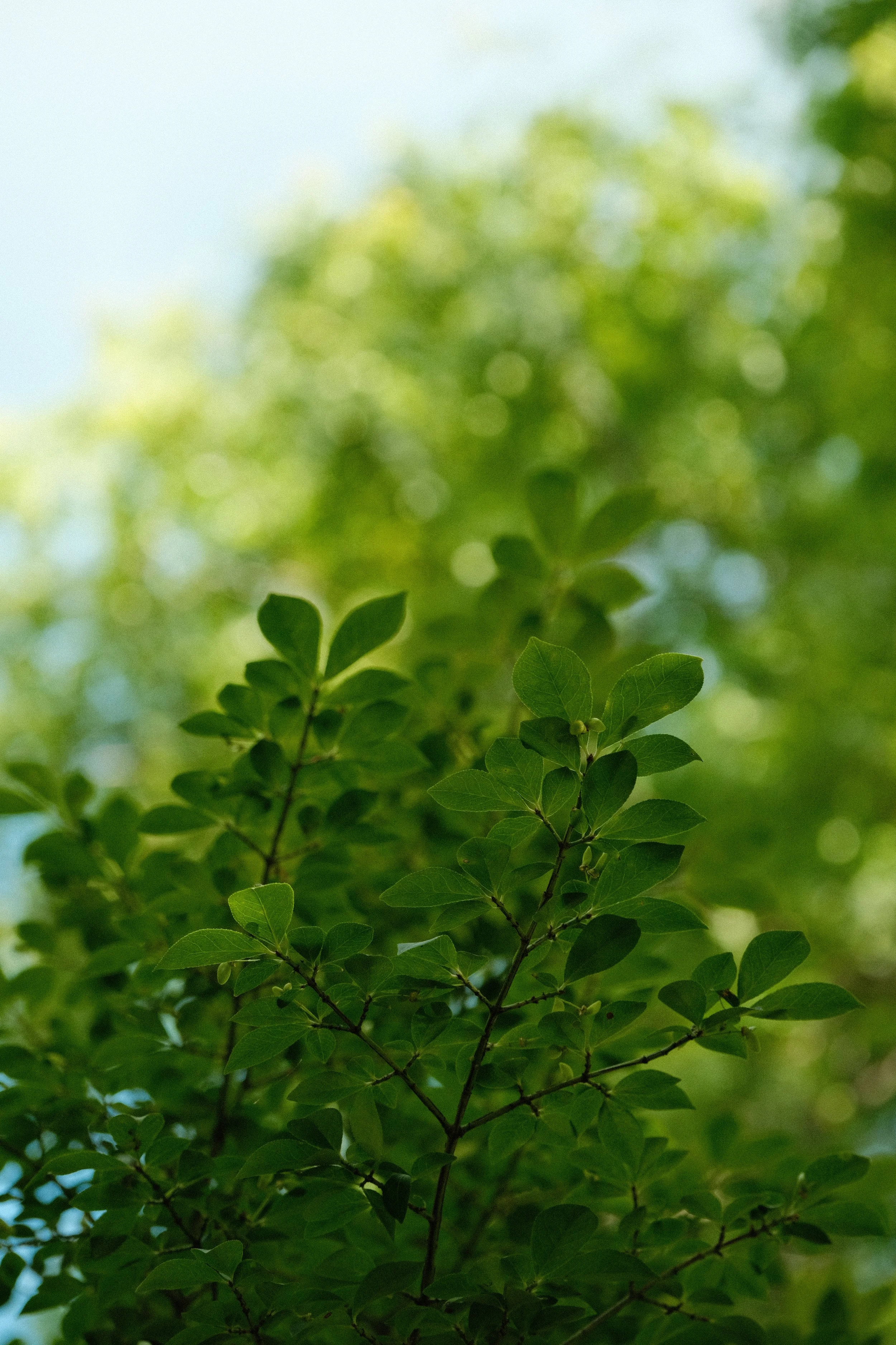 DSCF6198.jpg