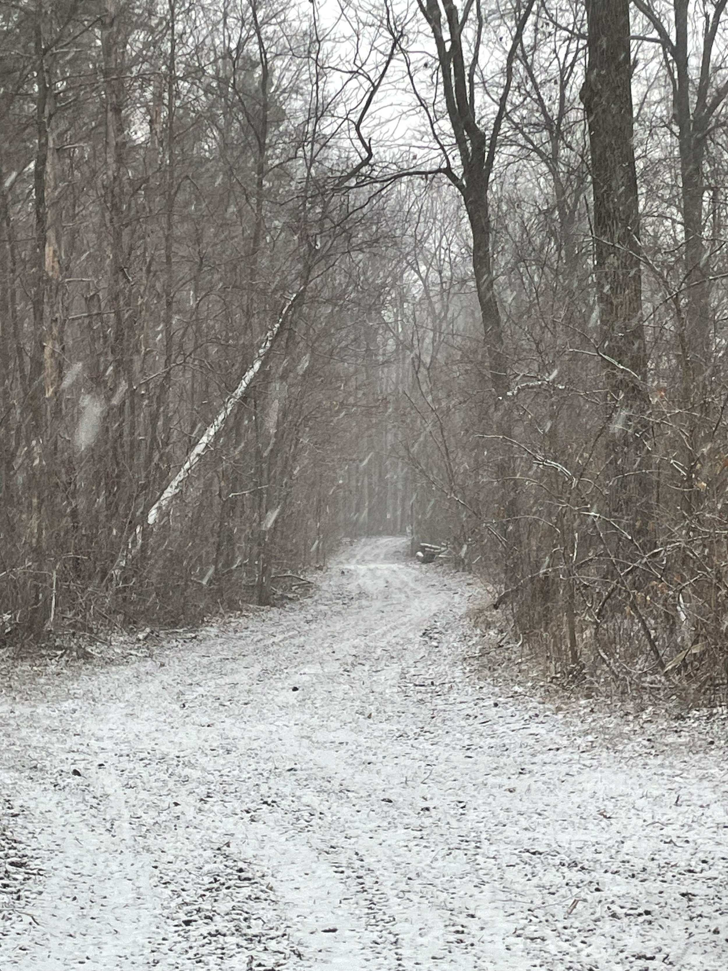 Snow-covered forest trail with bare trees