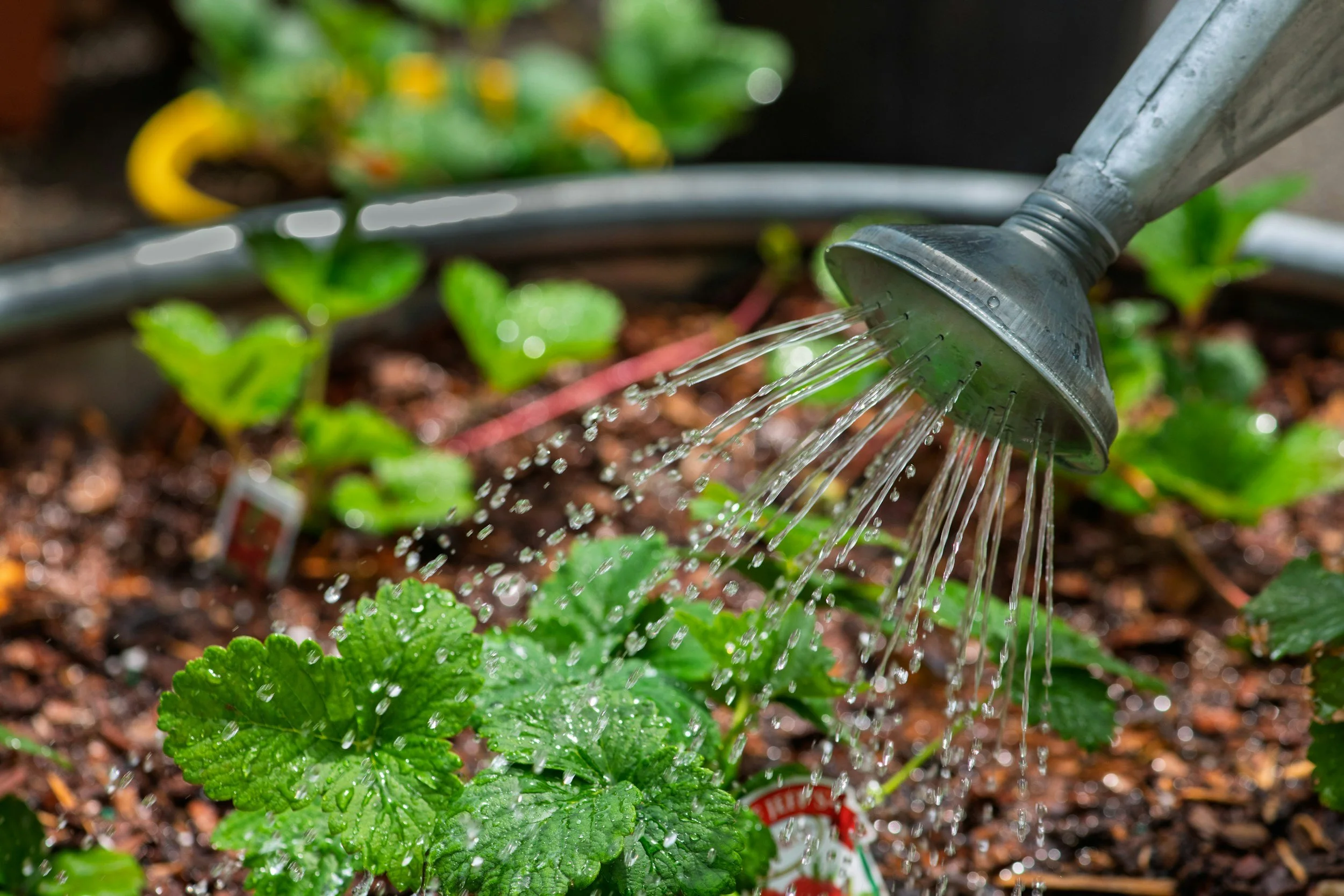 Ozone water system for plant care, gardening, and healthy root-zone watering applications