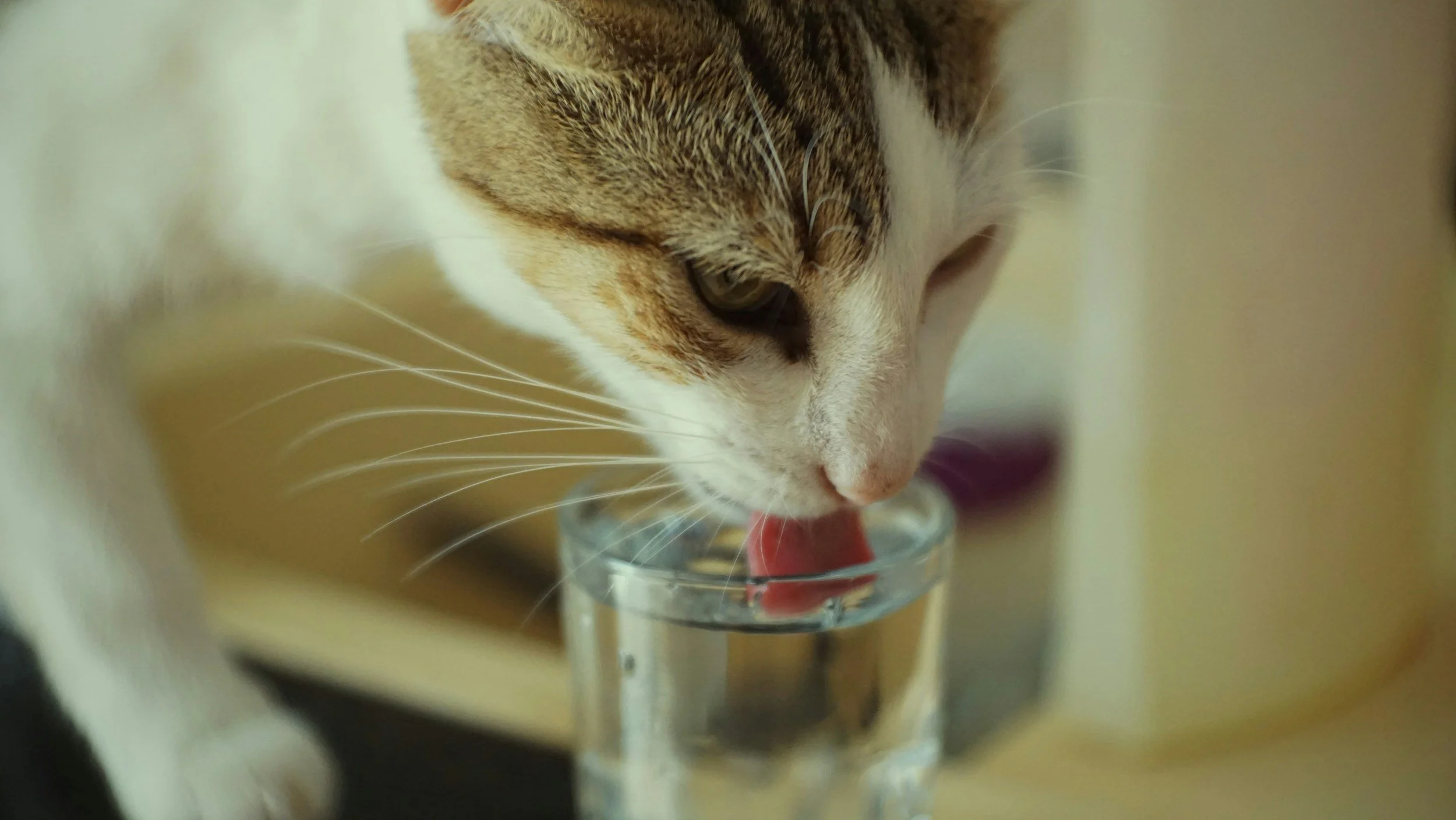 Ozone water system for drinking, cleaning, toys, bedding, and pet care environments