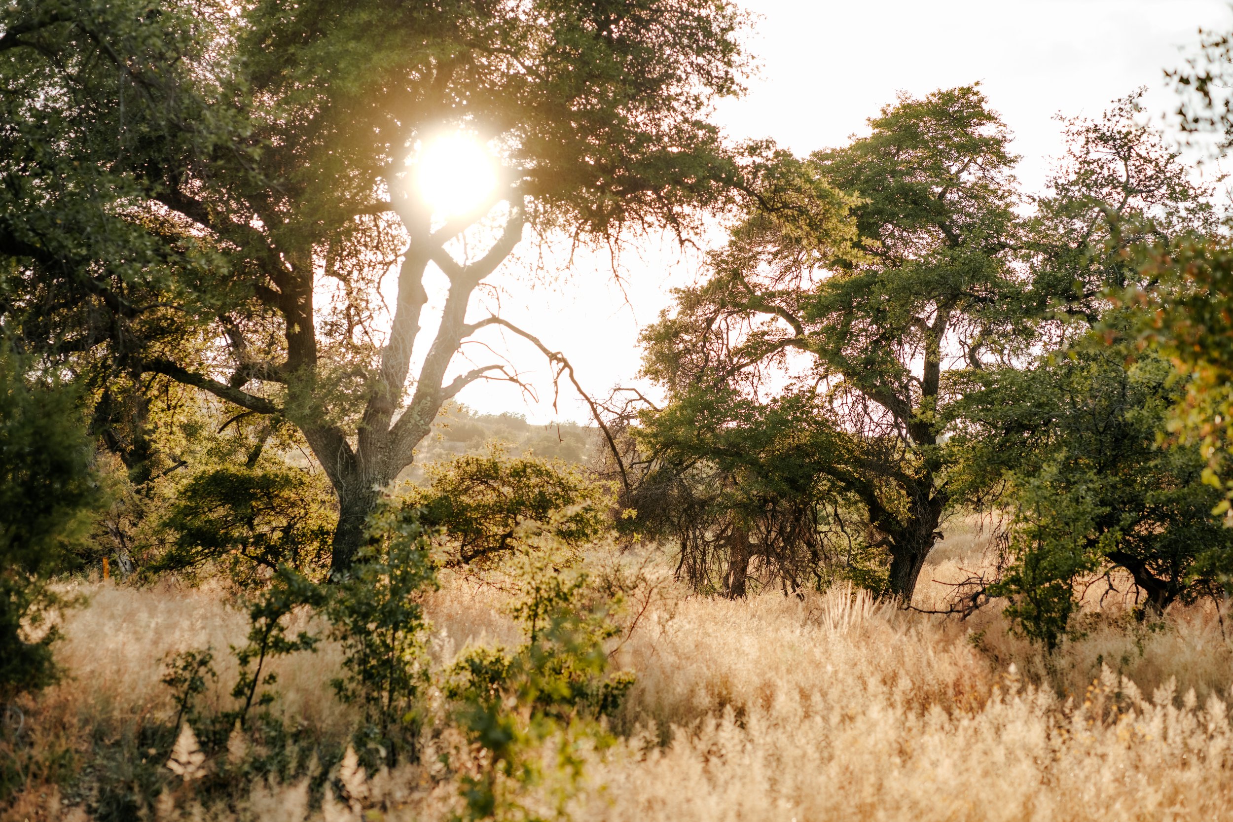 Sun shining through trees in a grassy field during sunset or sunrise.