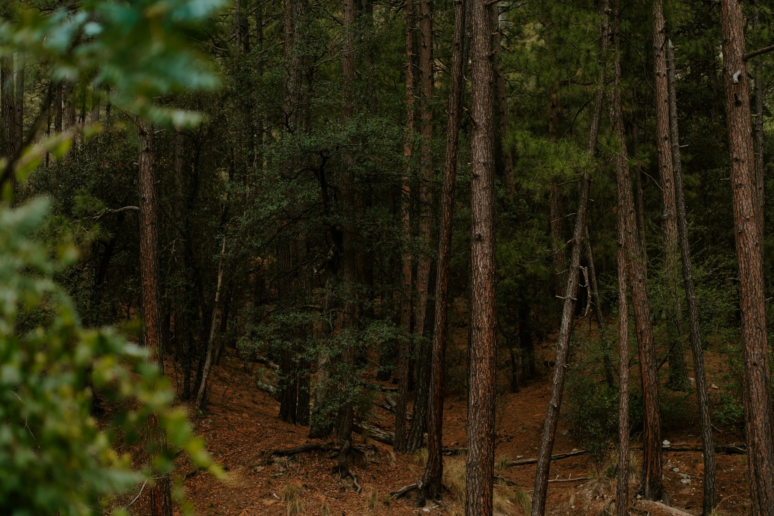Dense forest with tall pine trees and a trail on the ground covered with fallen pine needles.