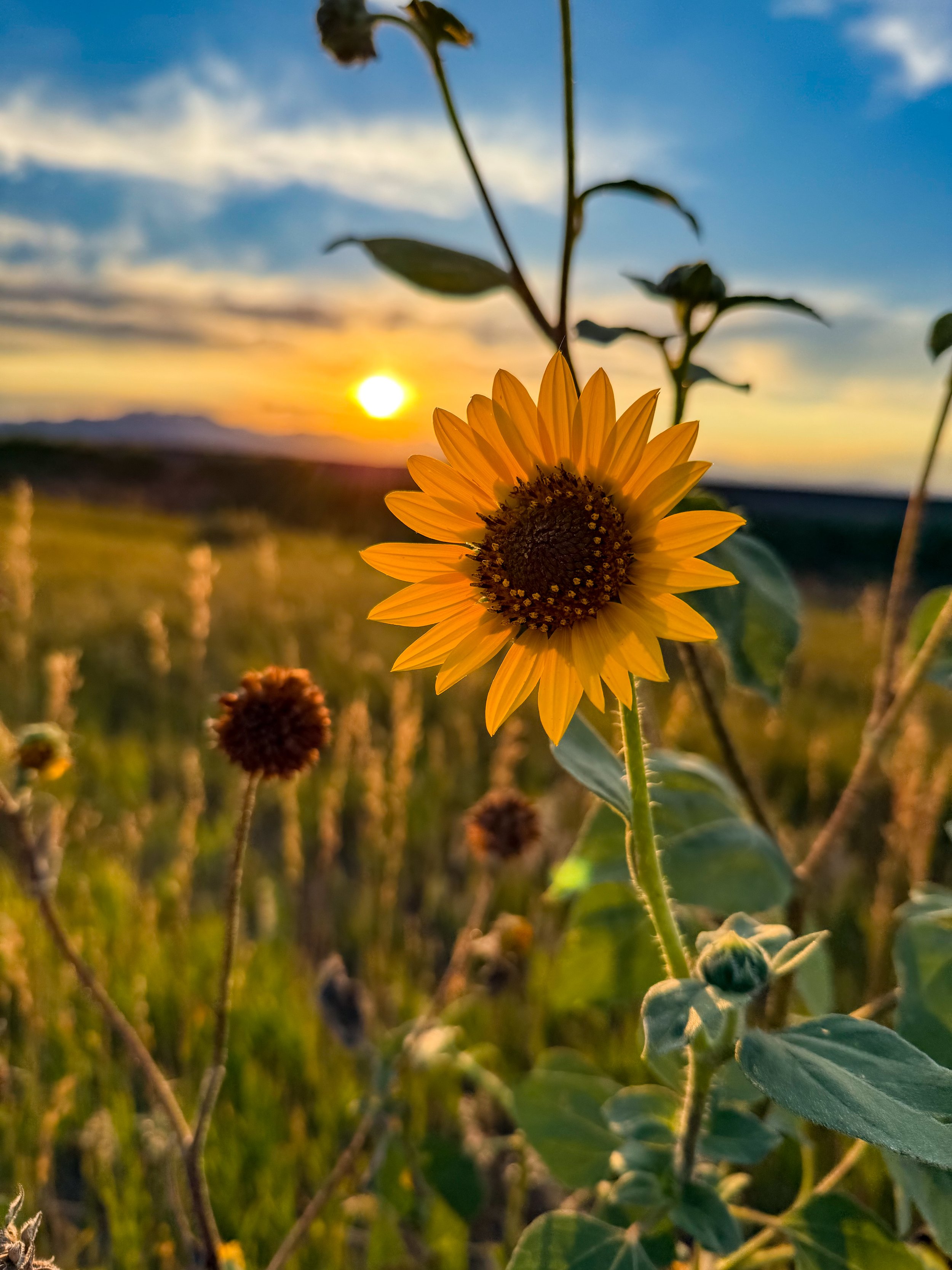 Botanica Festival of Plants