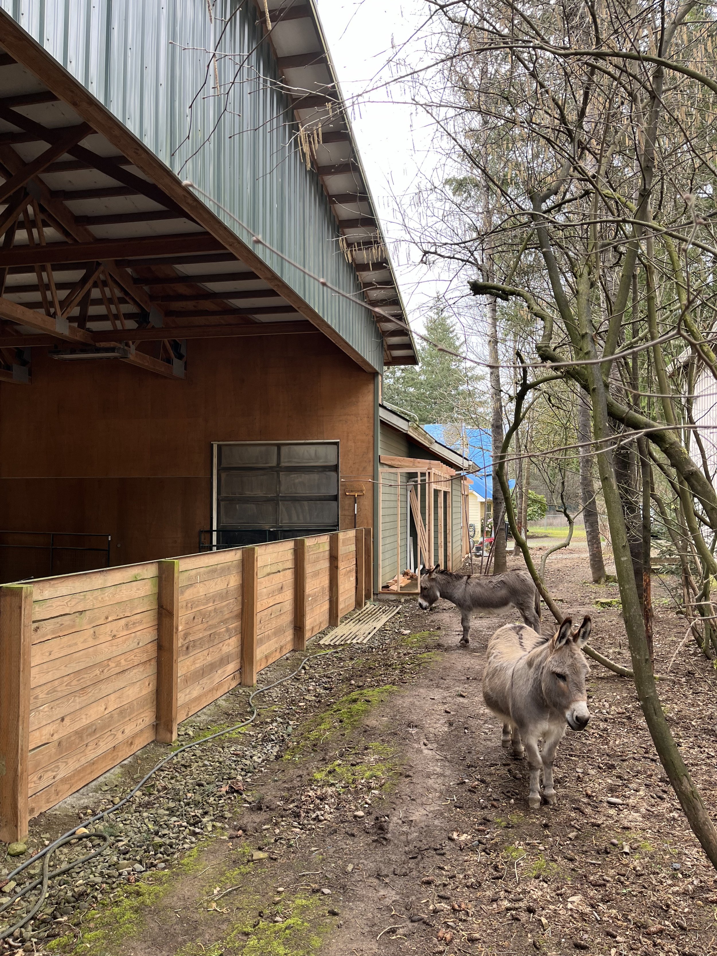 View of the Lean-to Barn Extension Ft. Donkeys