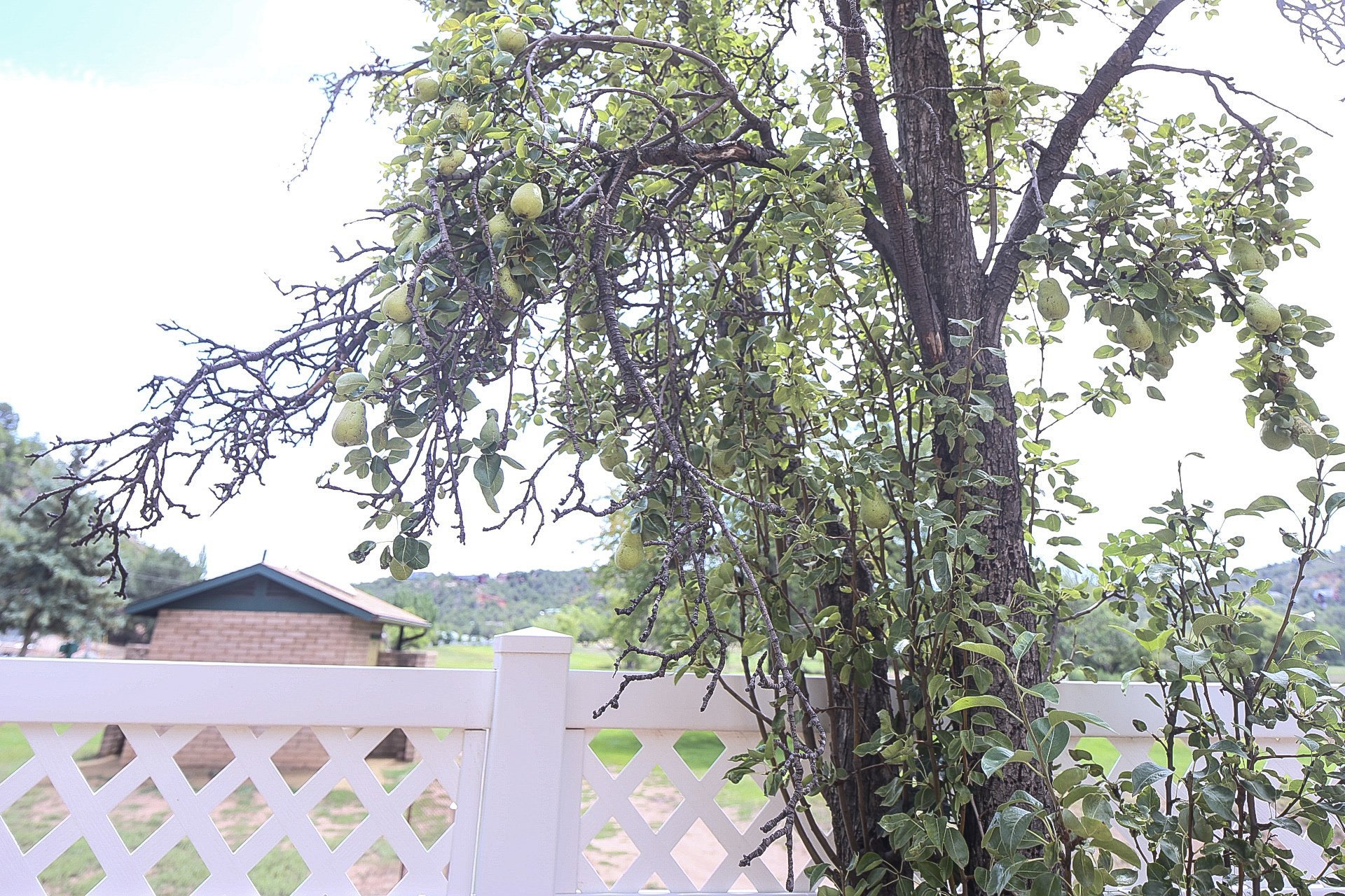 Pear tree with ripe pears