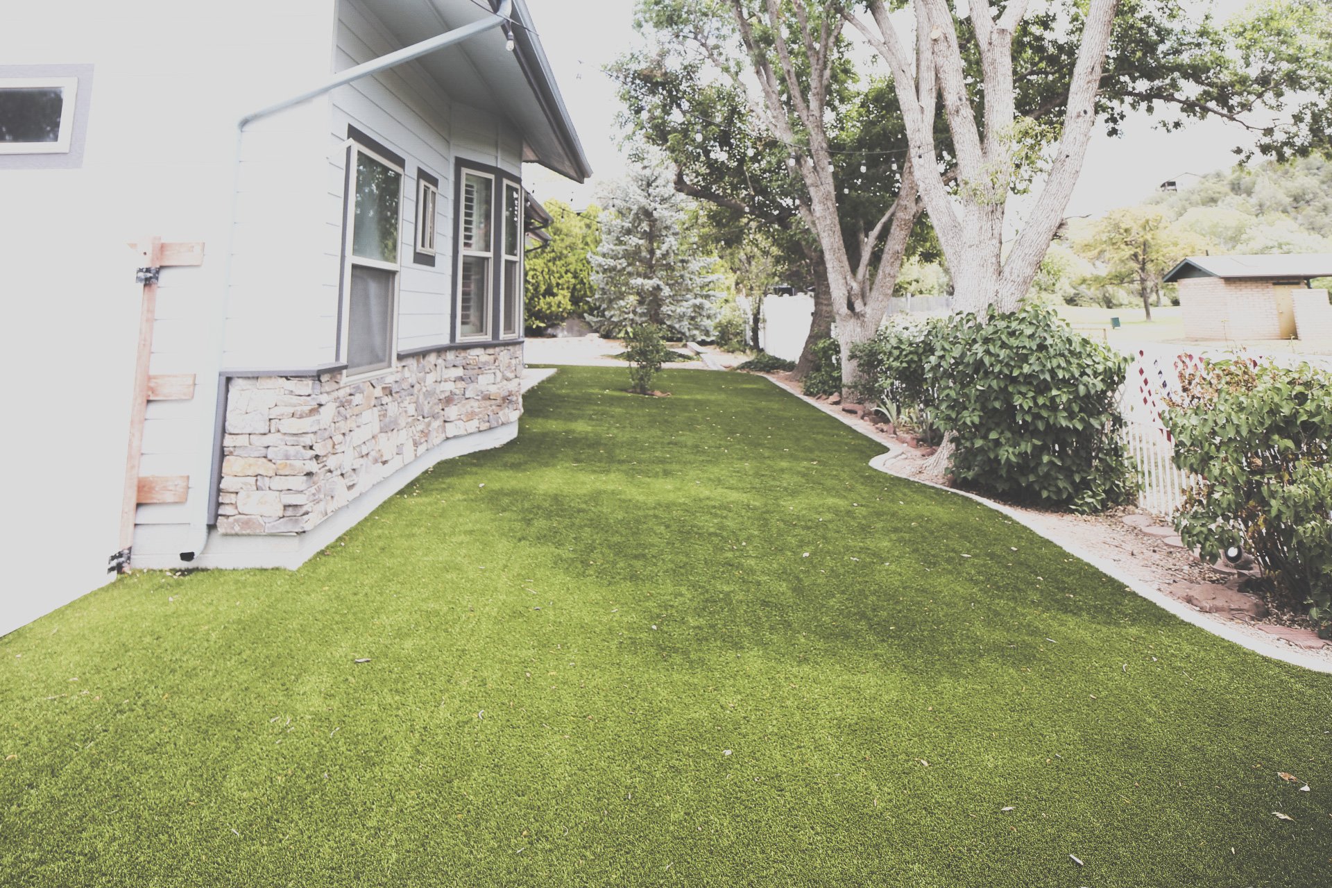 Backyard with expansive artificial grass, blue spruce tree, and direct access to Payson Golf Course
