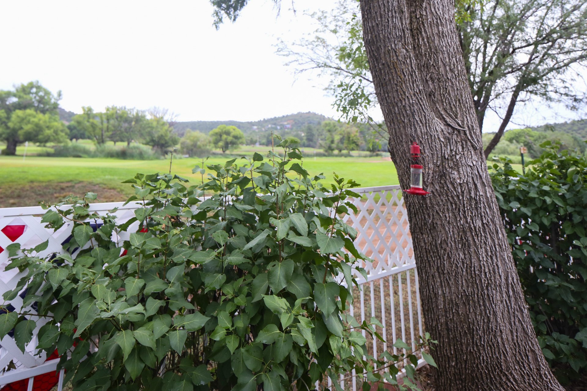 Backyard overlooking Payson Golf Course beyond the white lattice fence. Hummingbird feeder on one of the heirloom trees overlooking the 8th green.