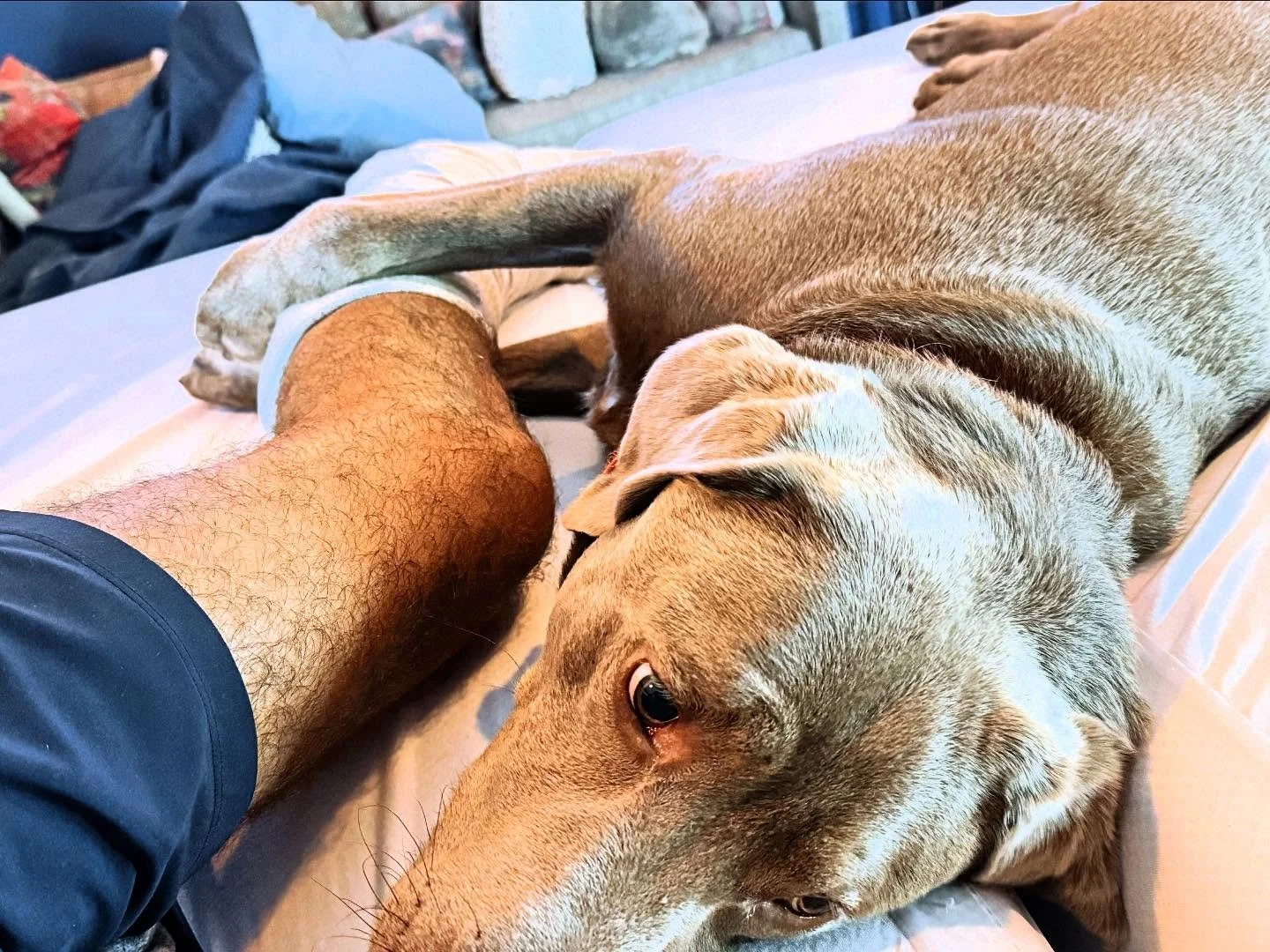 They just know. You don&rsquo;t have to say a word&mdash;your dog already picked up on the shift in your breath, the silence in your stare, the ache you tried to walk off. They lean in, curl up, stay close. Not to fix it, but to let you know you&rsqu