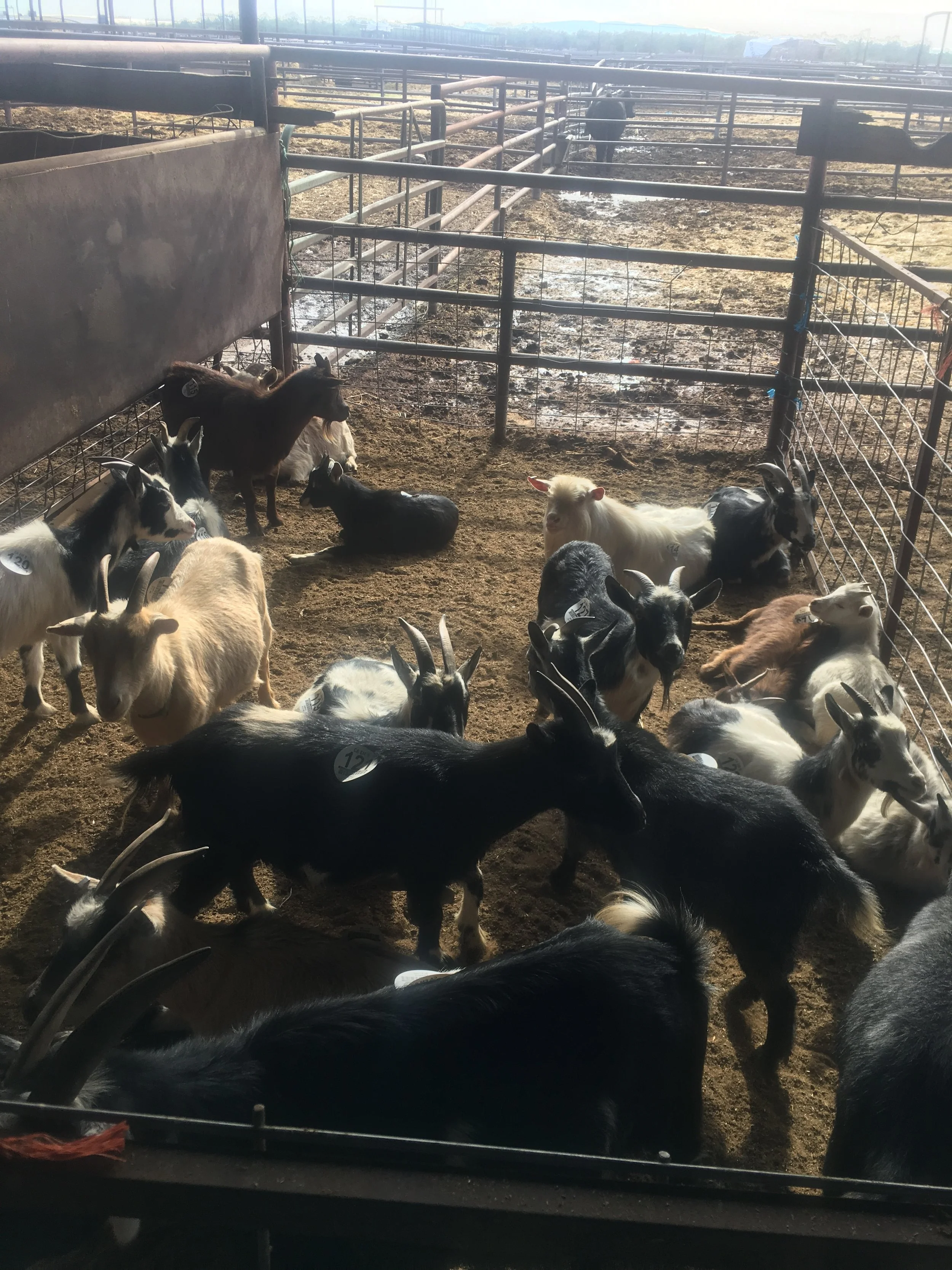 Sheep, goat and pig sale