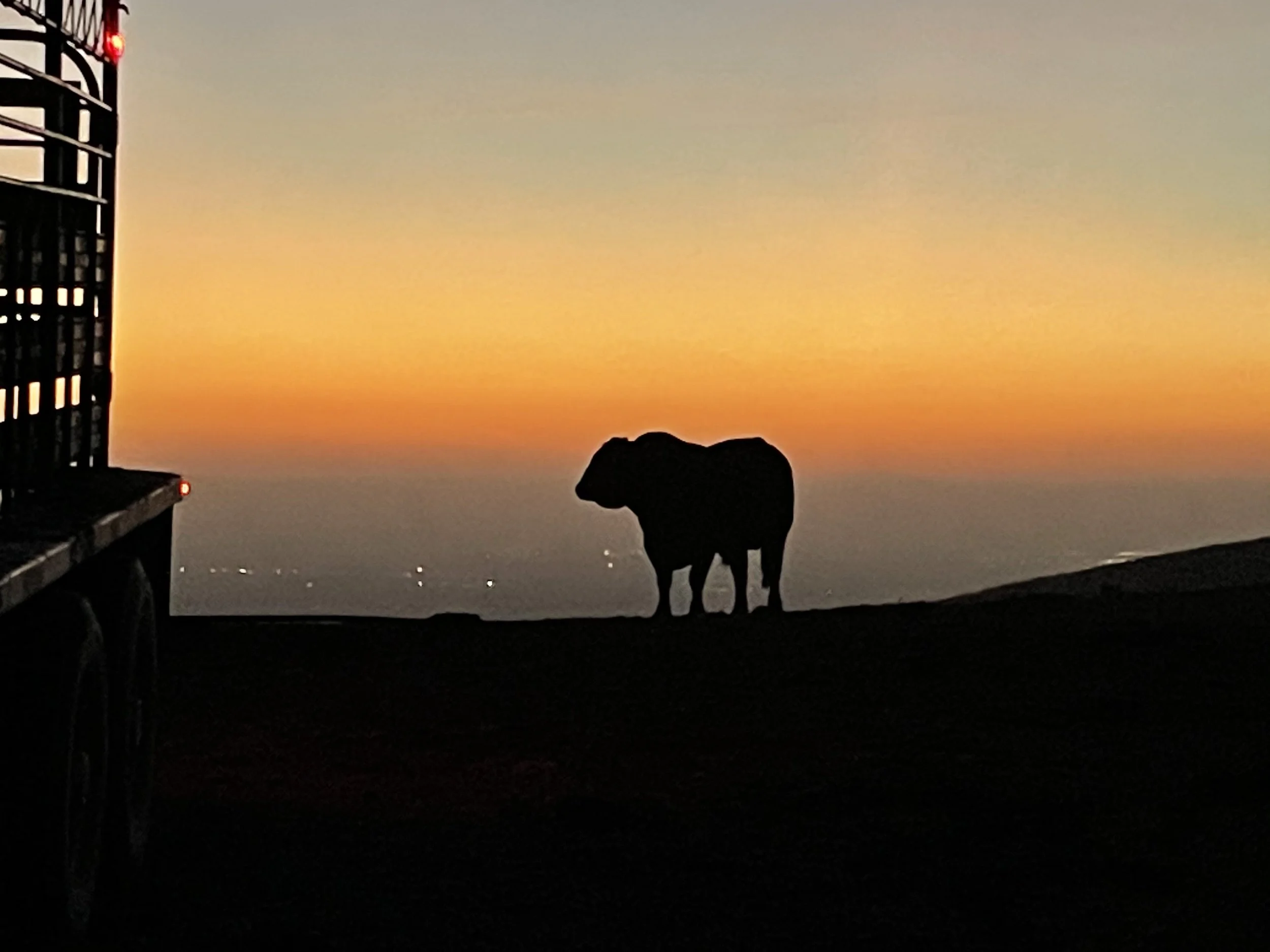 Bull and Female Sale