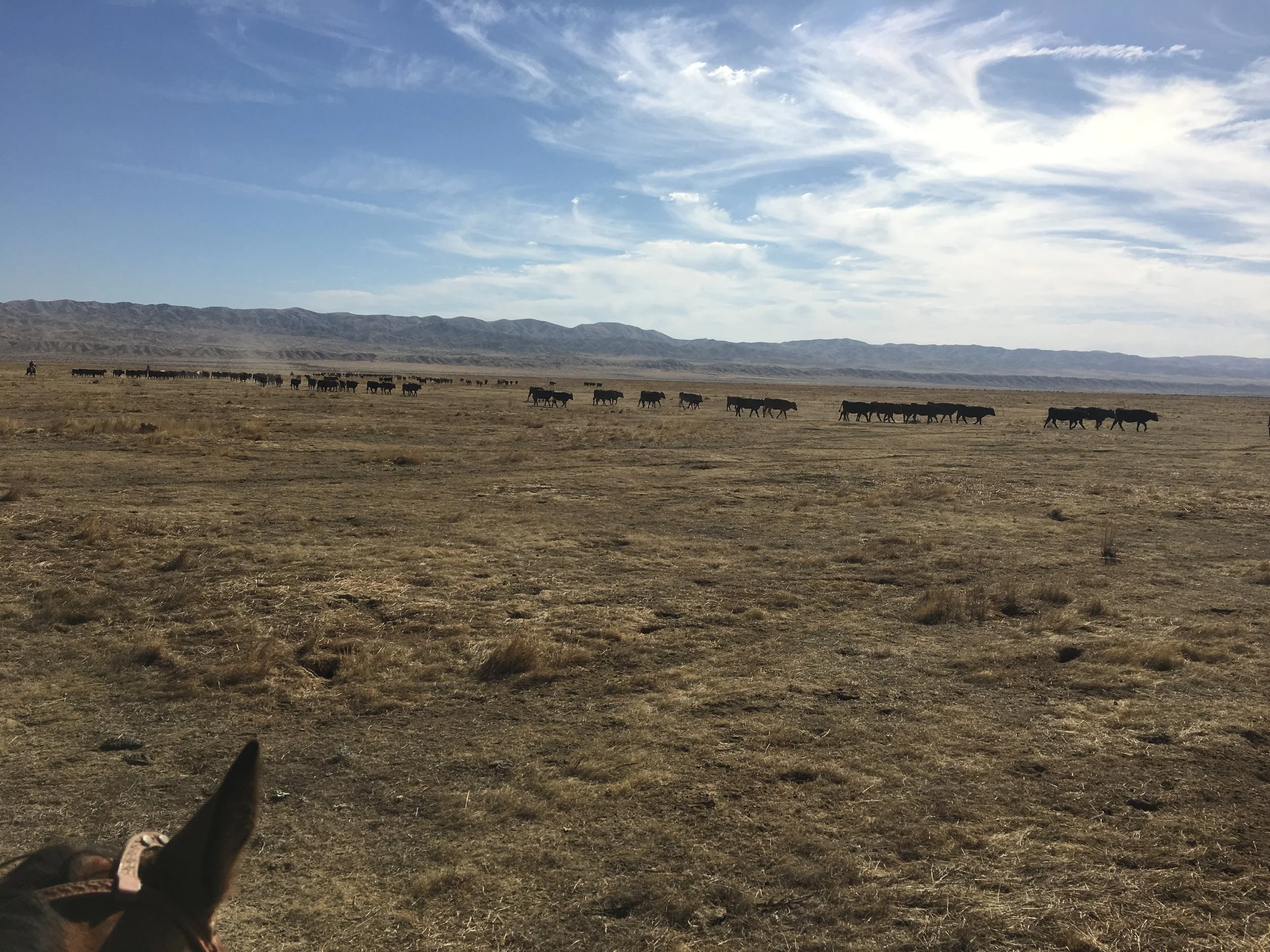 New Year Stocker and Feeder Special 