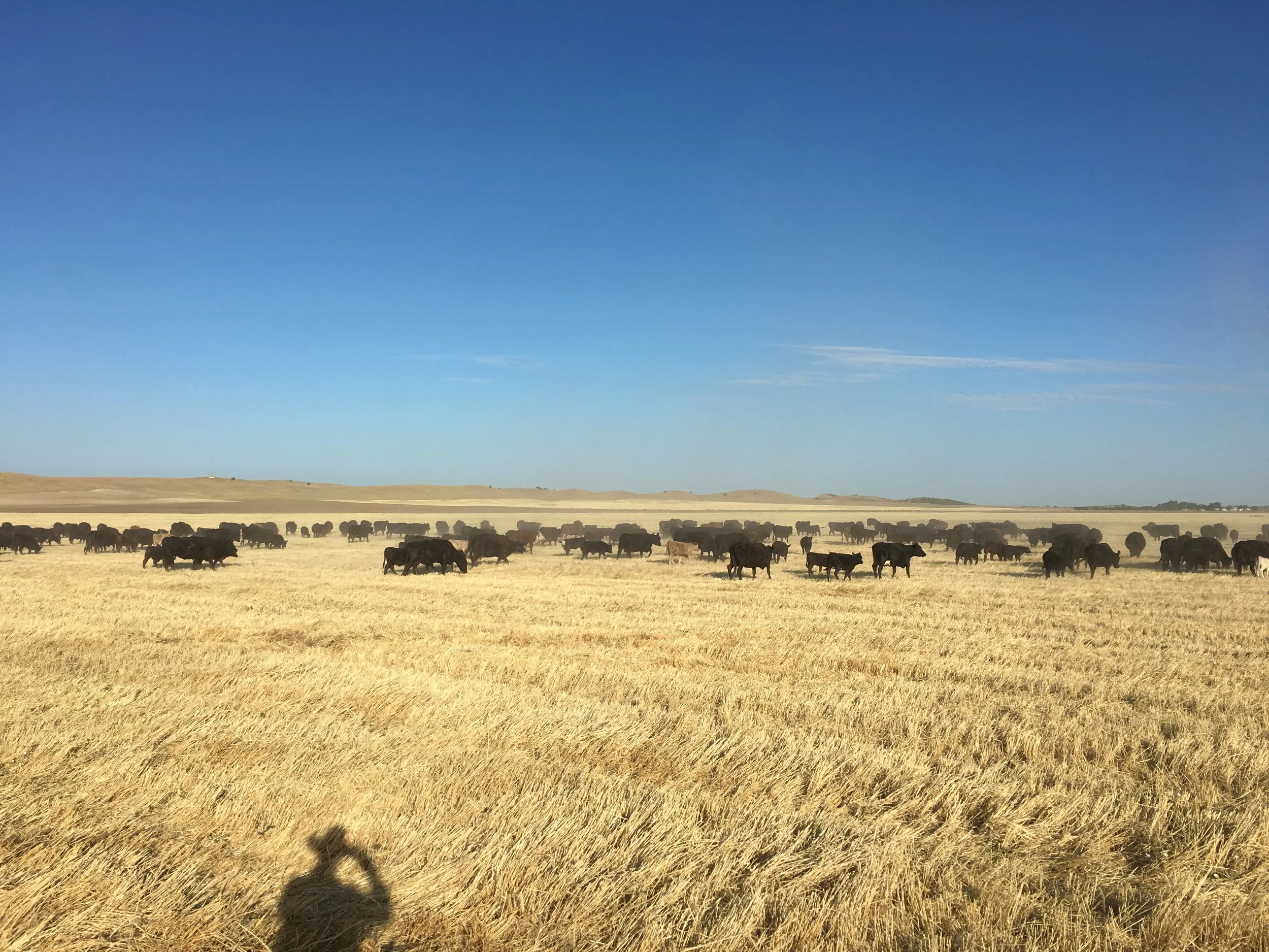 Off The Grass Stocker and Feeder Special 