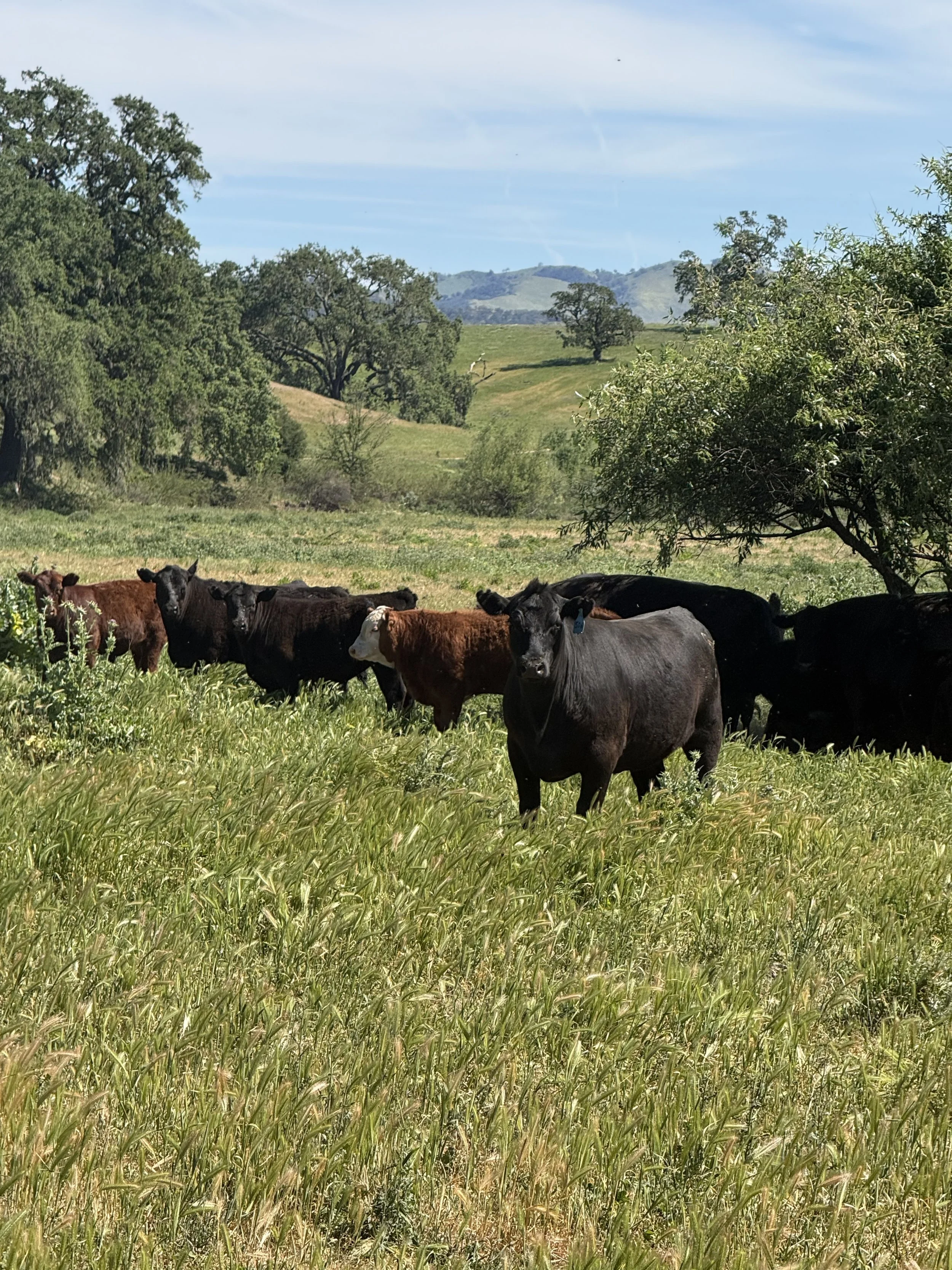 Off The Grass Stocker and Feeder Special 