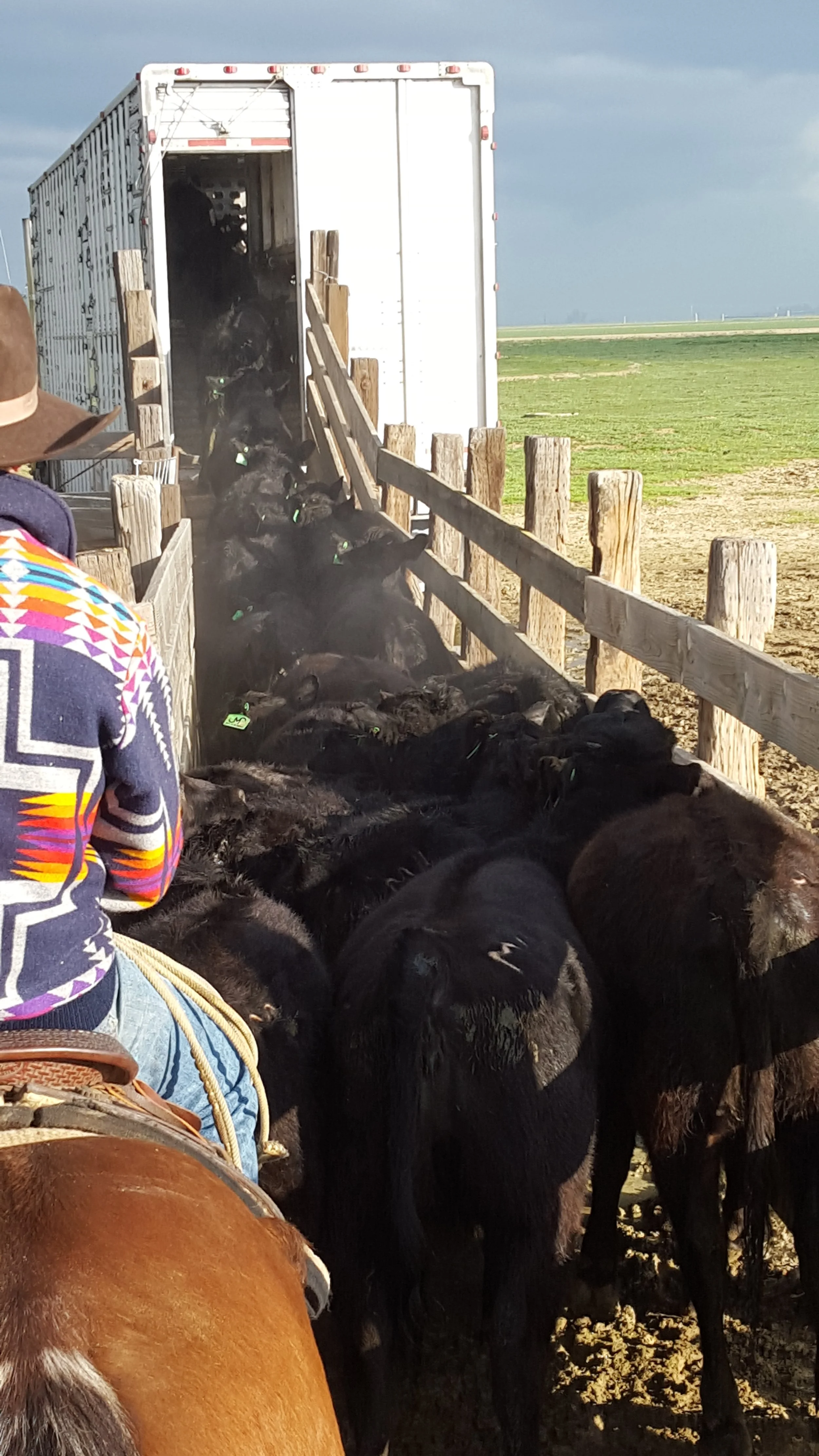 Off The Grass Calf Special! 