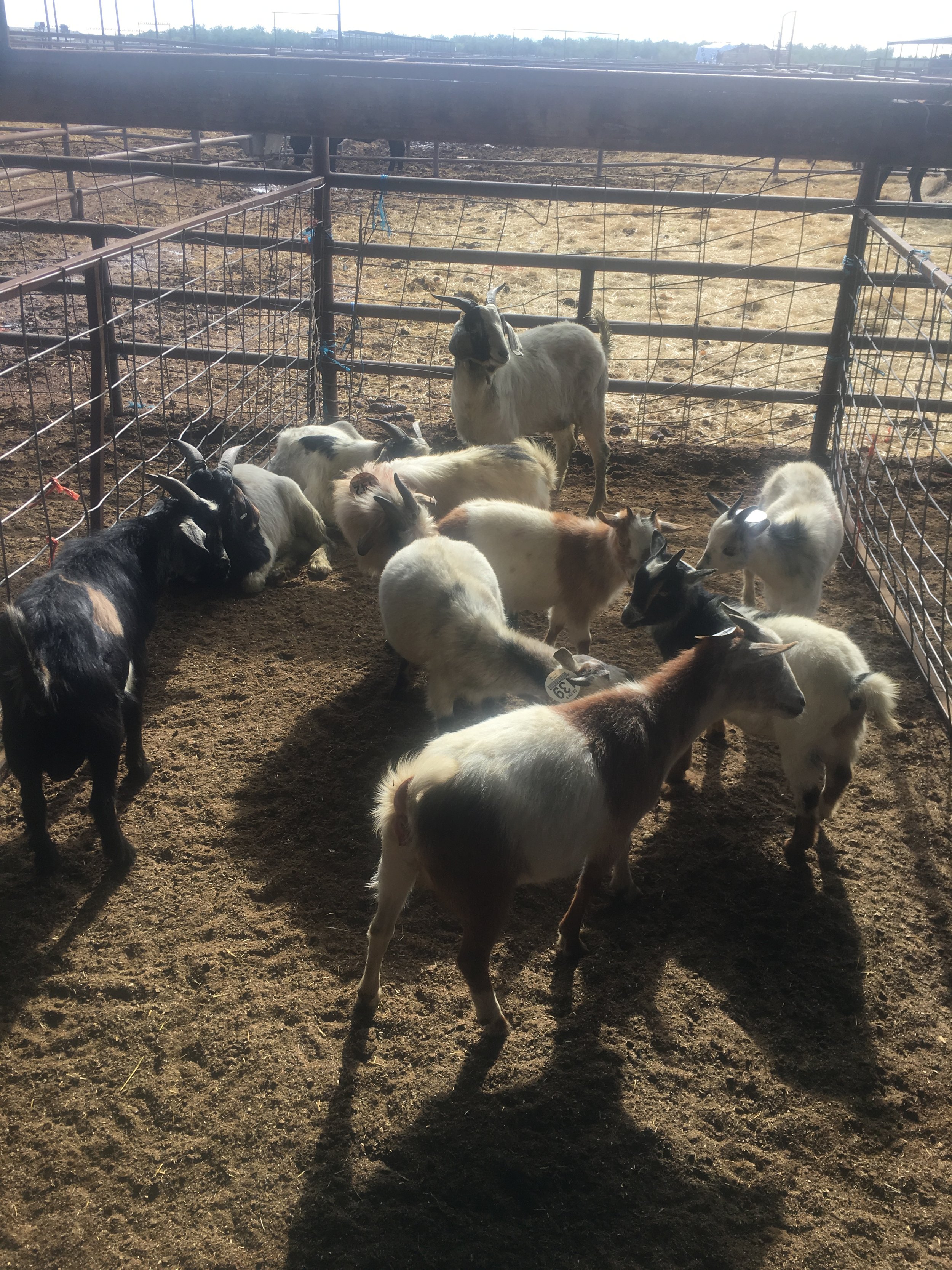 Sheep and Goat Sale!