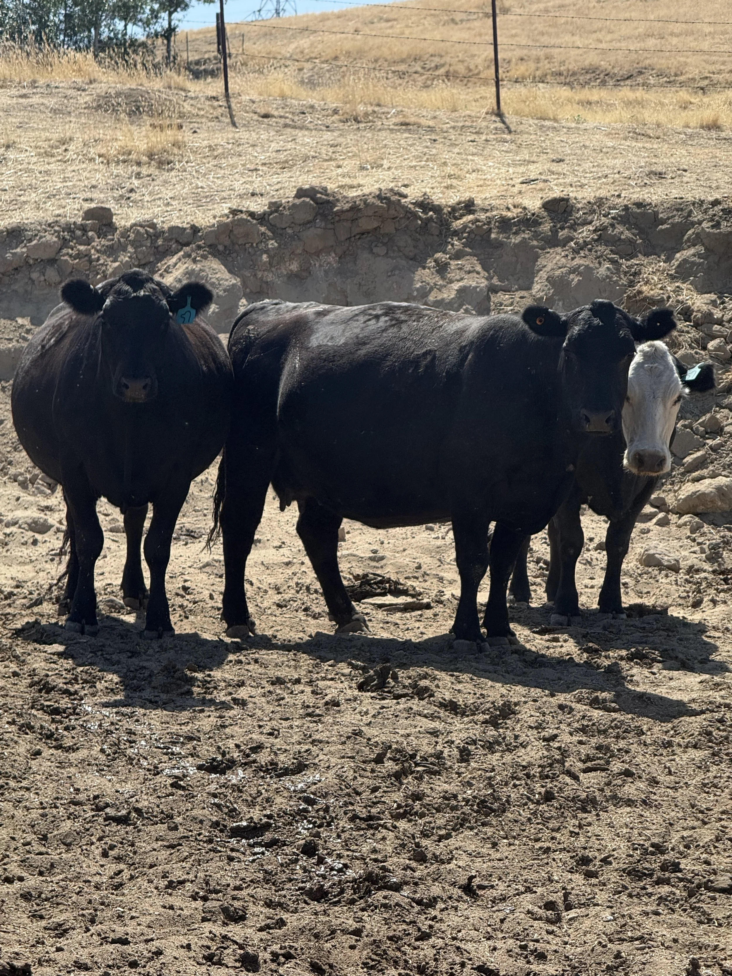 Opportunity Bred Cow Sale