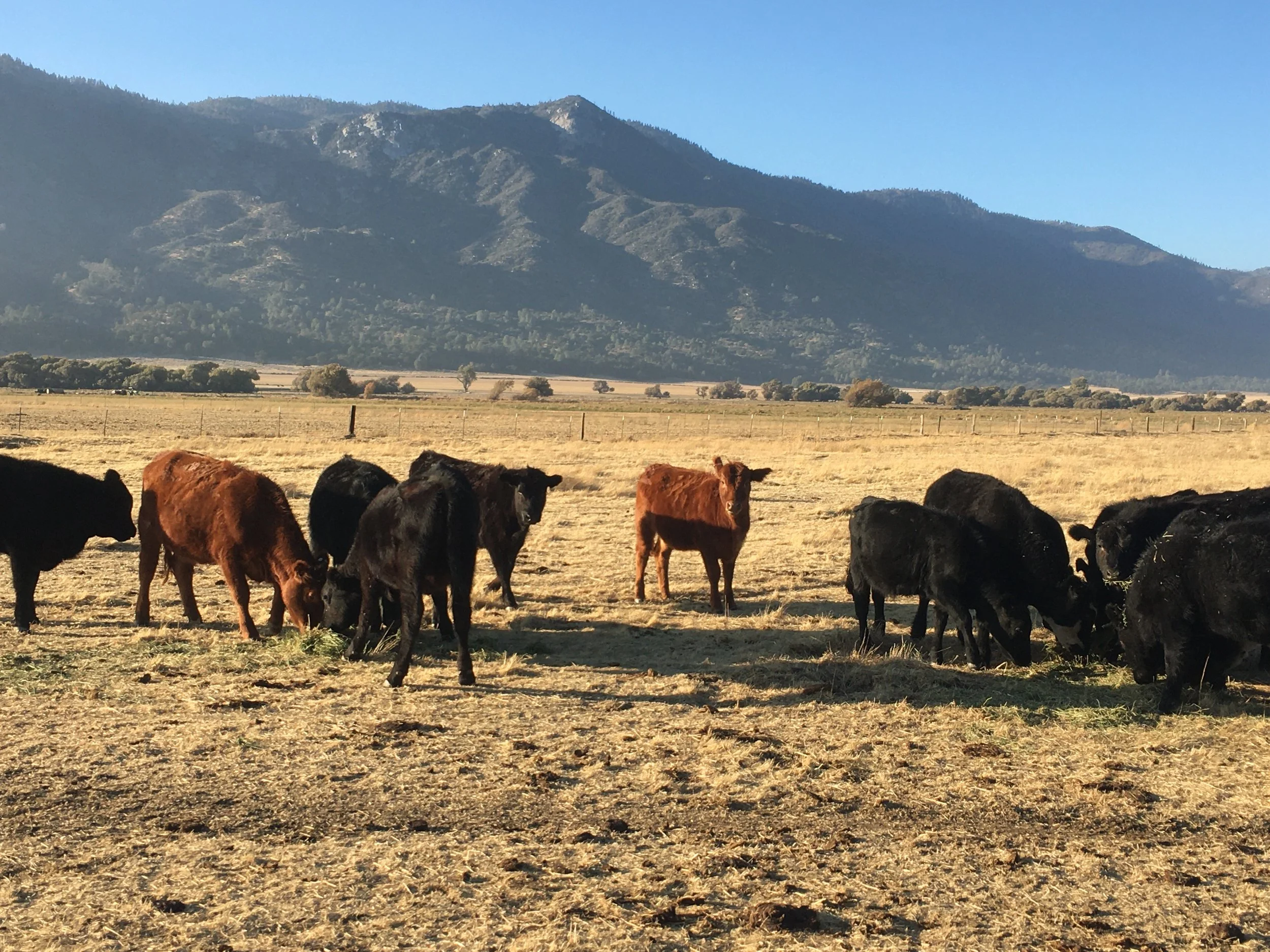 Weaned Calf Special!