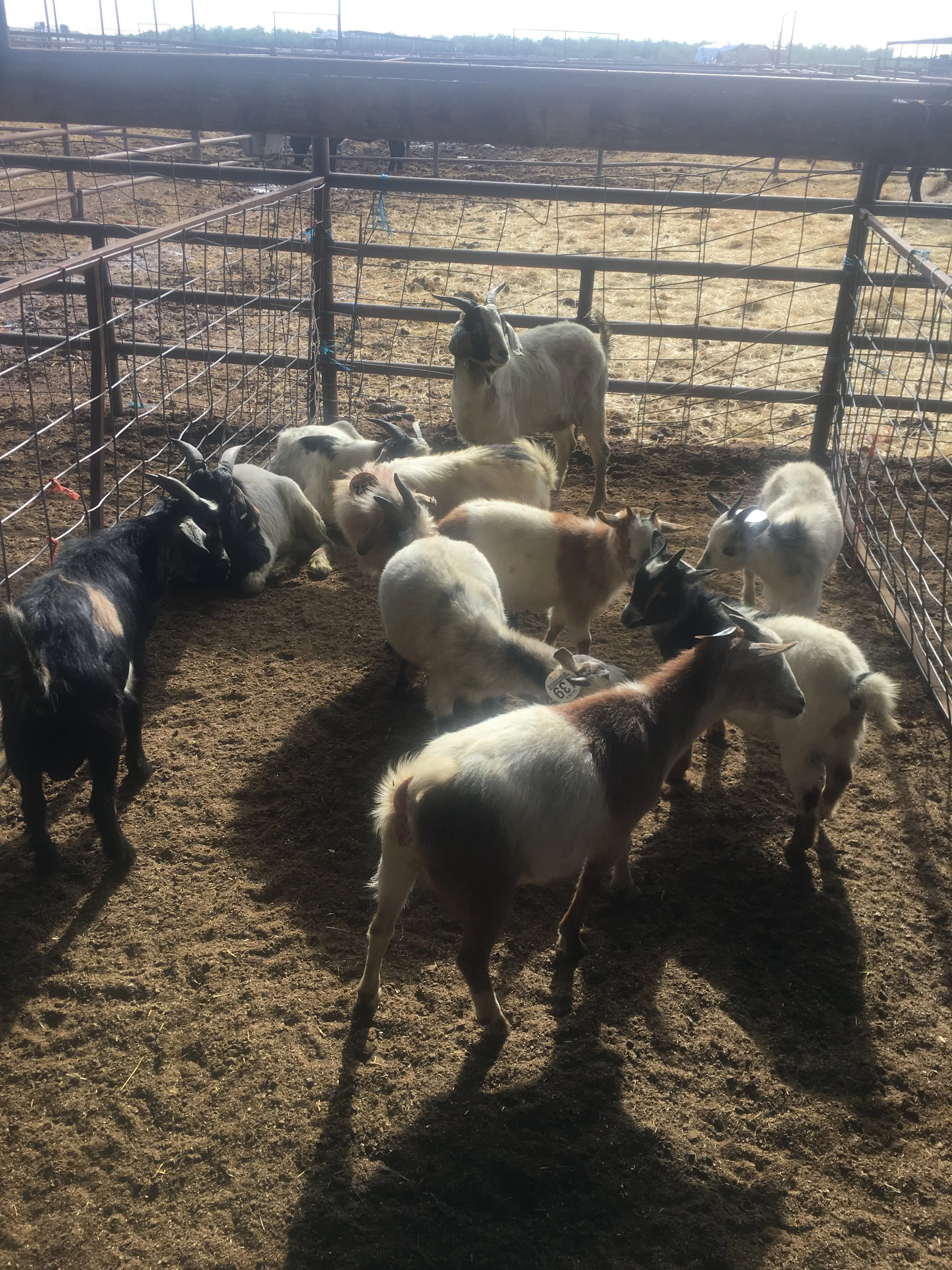 Sheep and Goat Sale