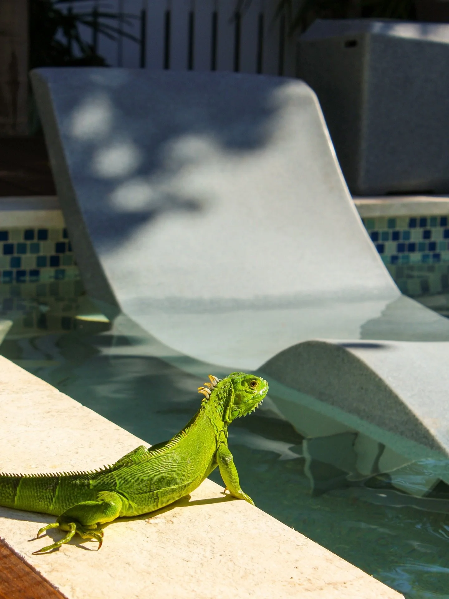 Even the iguanas love the new pools 🦎💦
&bull;
&bull;
&bull;
#vacation#suites#keywest#florida#keyslife#iguana#stay#fun#island#duval#lighthouse
#islandtime#nature#pool#vacationrentals