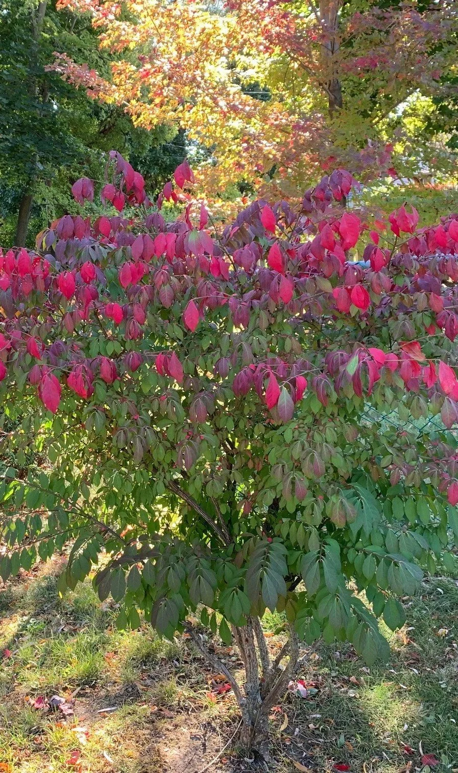 Bush shrub with red and green leaves in autumn, surrounded by trees with colorful foliage.