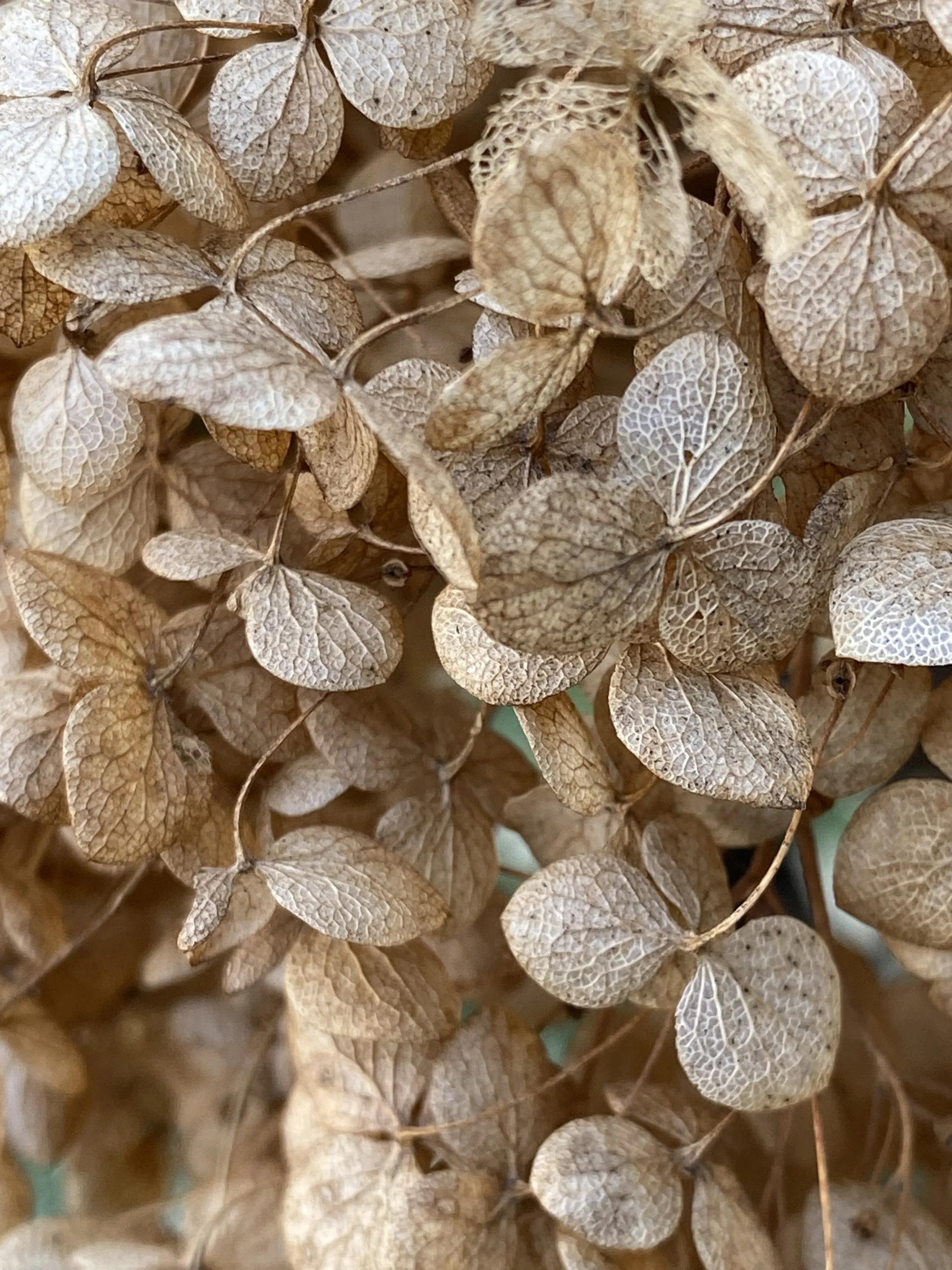 Close-up of dried brown hydrangea flowers with intricate veined petals.
