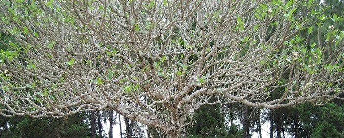 Plumeria tree with green leaves