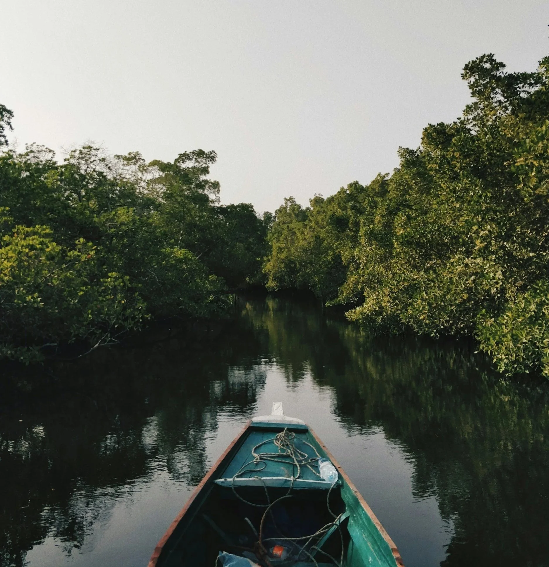 A boat on calm water surrounded by dense green trees in a lush, tropical environment.