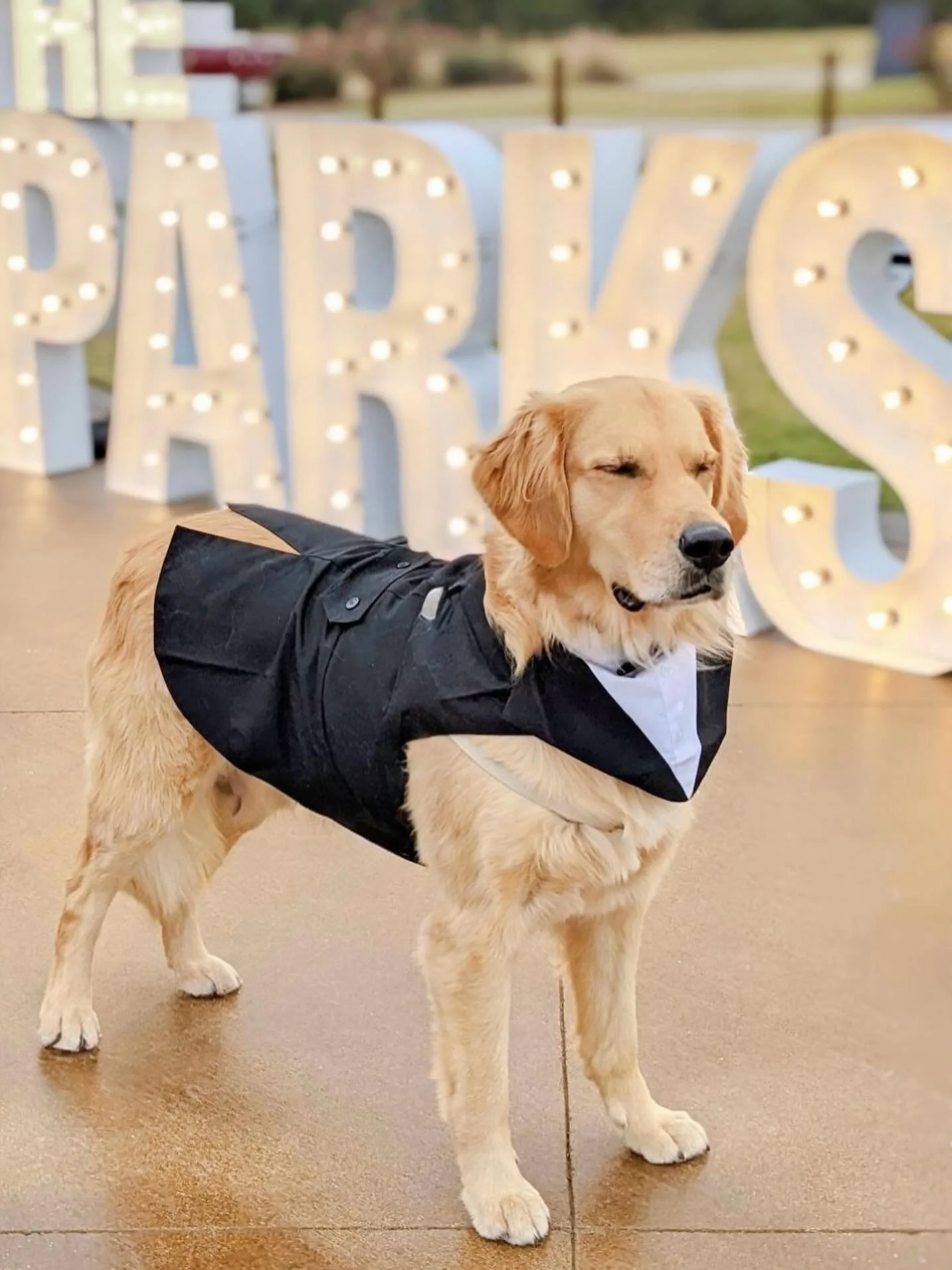 Absolutely bring those dapper puppers to the big show. 
🐾🐾

Congratulations to this beautiful couple. Thank you for having us. 
🤍@haleyburton__ 
🤍@andrew__parks 

✨✨✨✨✨✨✨✨

@wagnoliabells 
@click.weddings 
@marywaldrop.photo 
@oliviagriepdesign 
