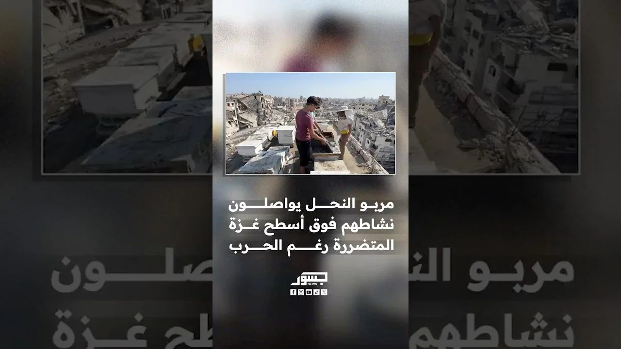 مربو النحل بغزة يواصلون نشاطهم فوق أسطح المباني المتضررة رغم ظروف الحرب