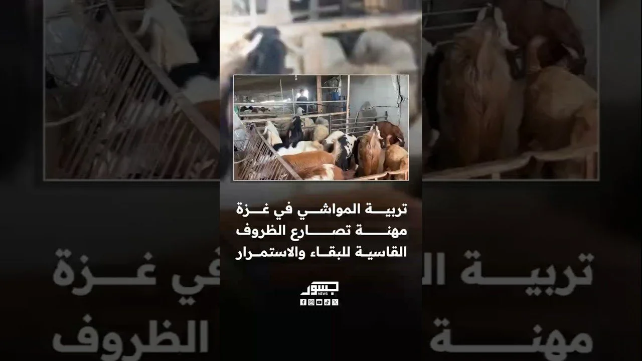 مربو المواشي في غزة يواصلون العمل للحفاظ على مصدر رزقهم رغم الظروف الصعبة وتداعيات الحرب