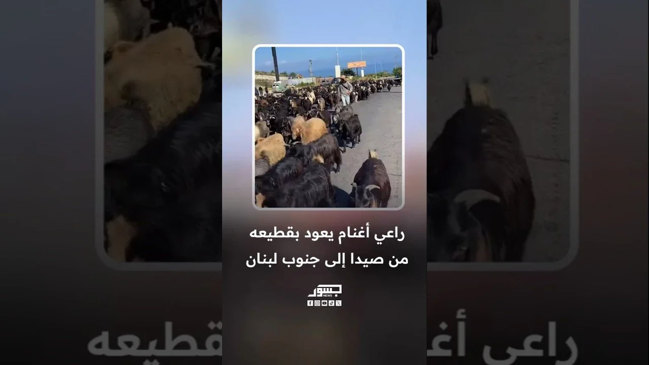 راعي أغنام يعود بقطيعه من صيدا إلى جنوب لبنان