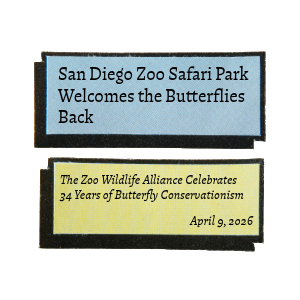 sd butterflies