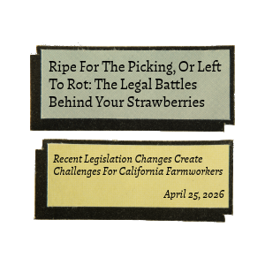 ripe for the picking, or left to rot